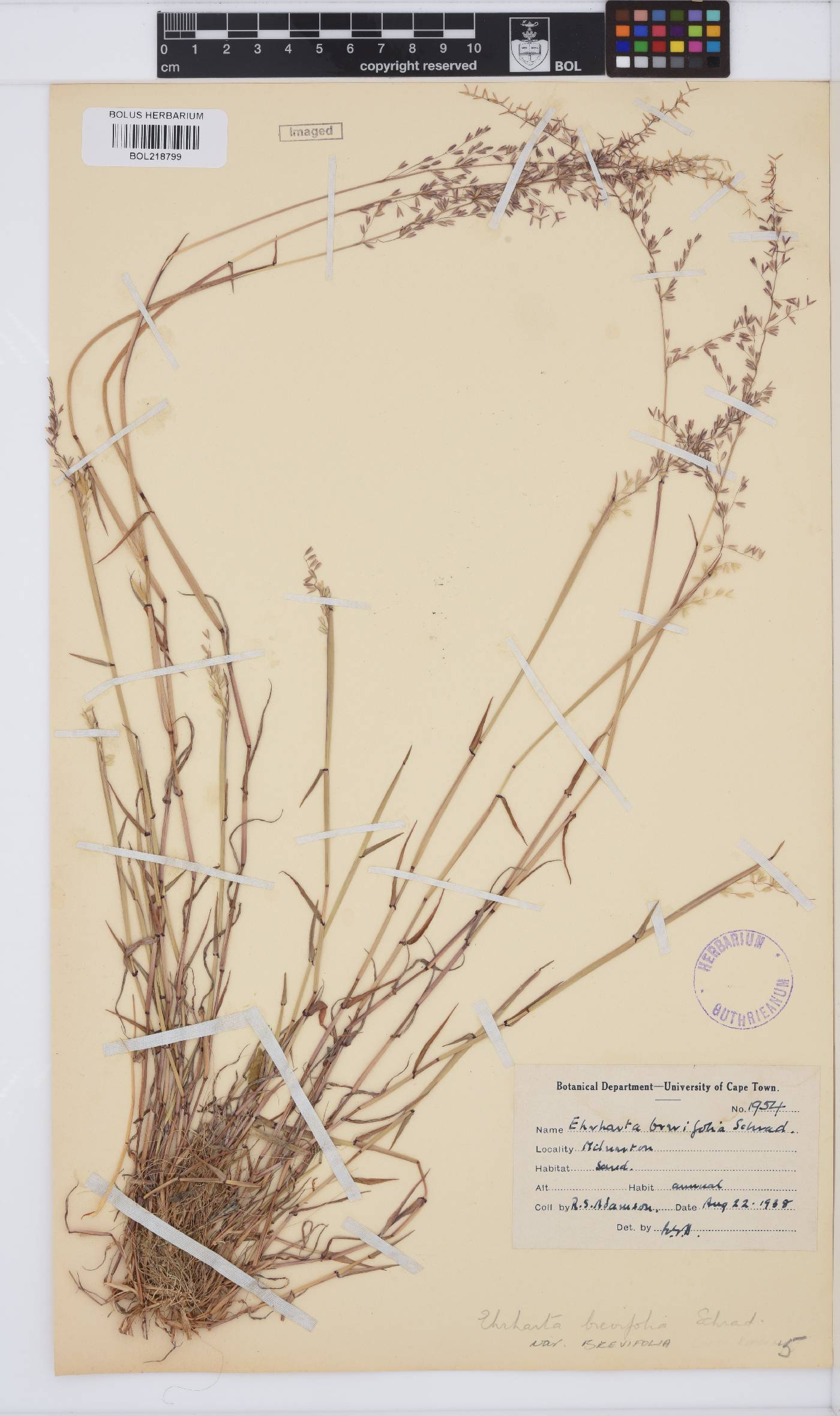 Ehrharta brevifolia var. brevifolia image