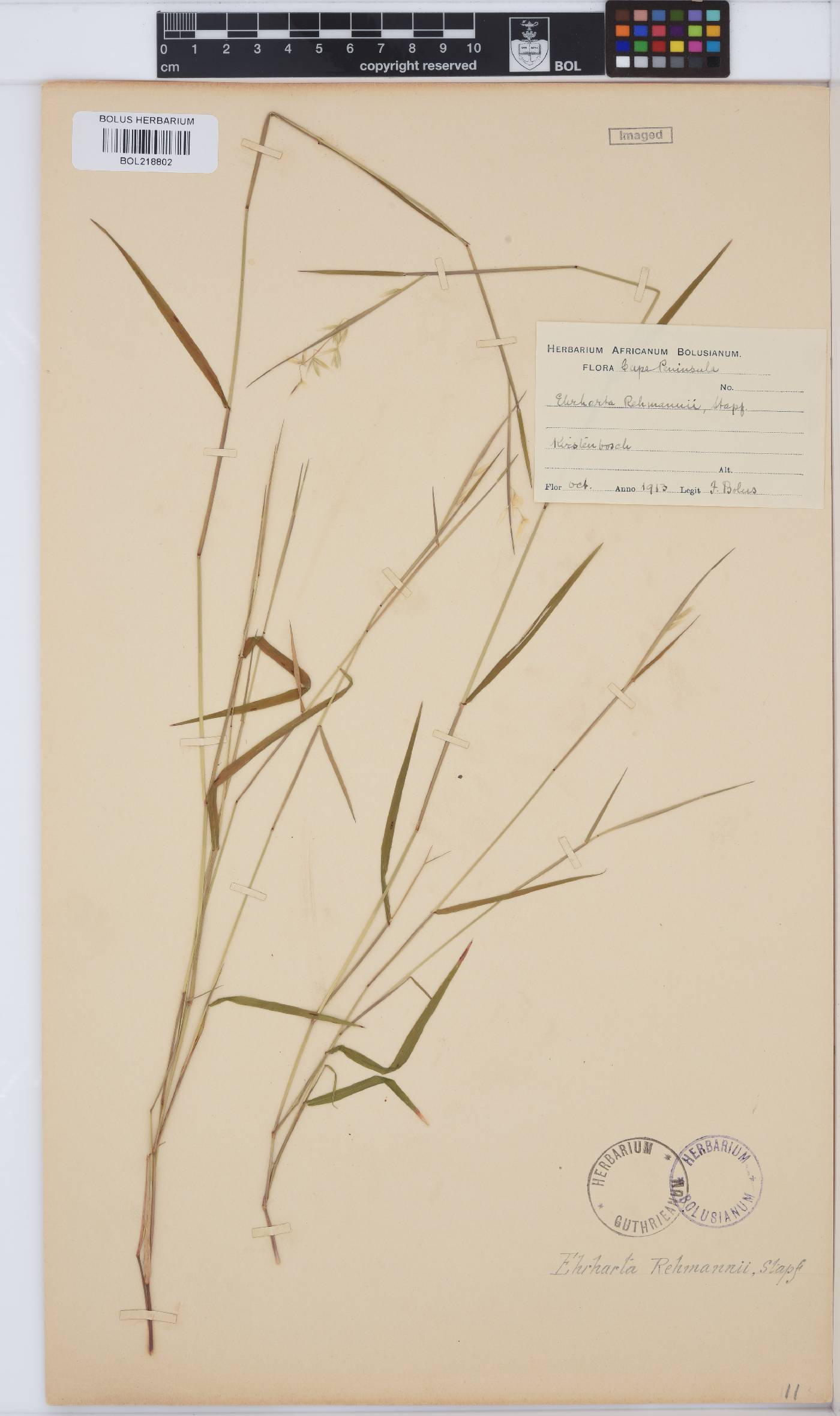 Ehrharta rehmannii image