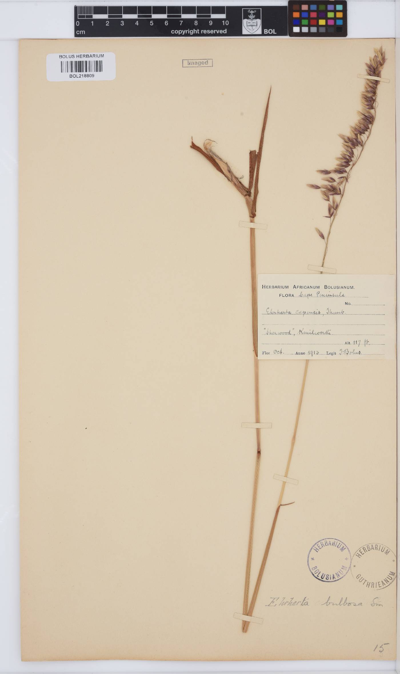 Ehrharta bulbosa image