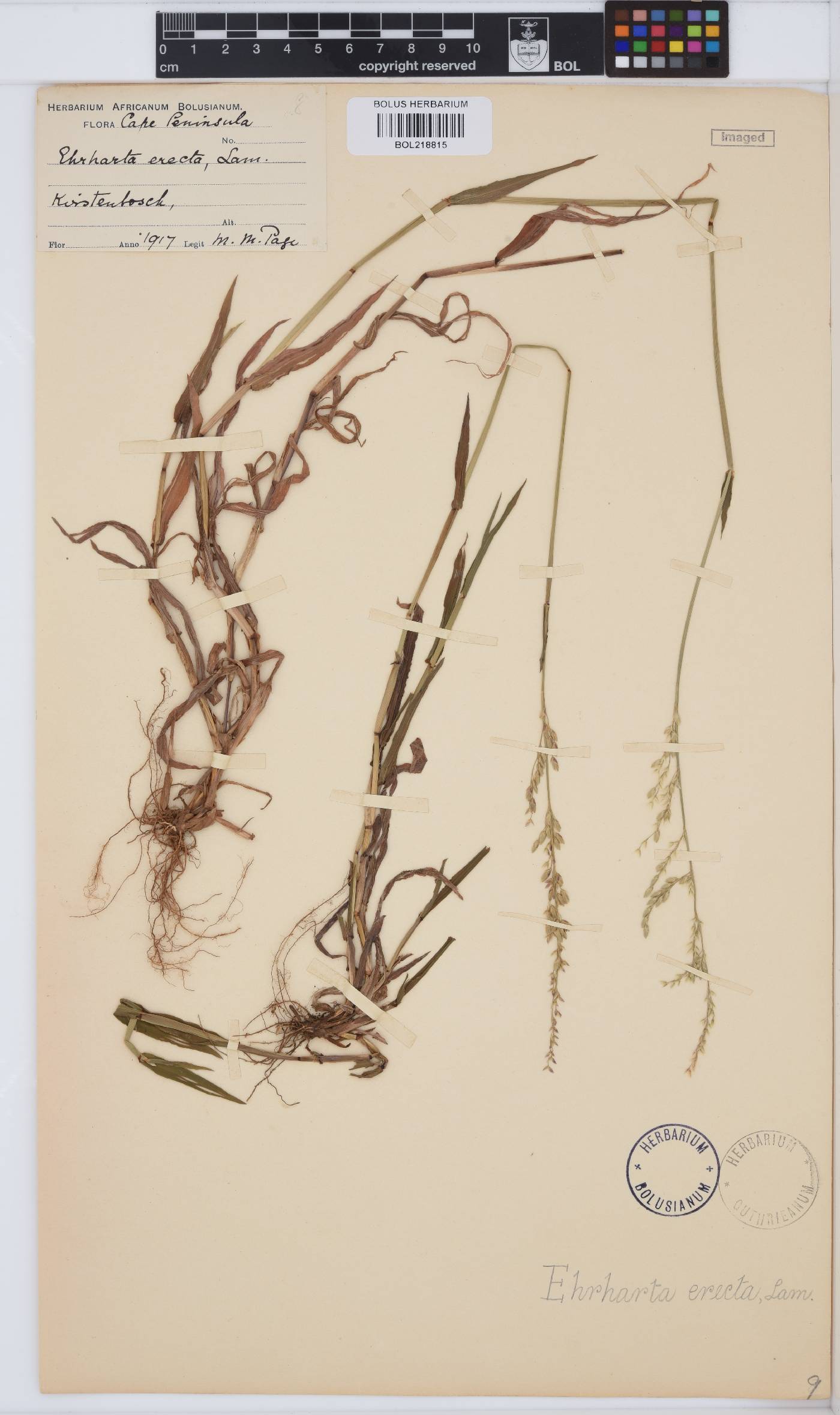 Ehrharta erecta image