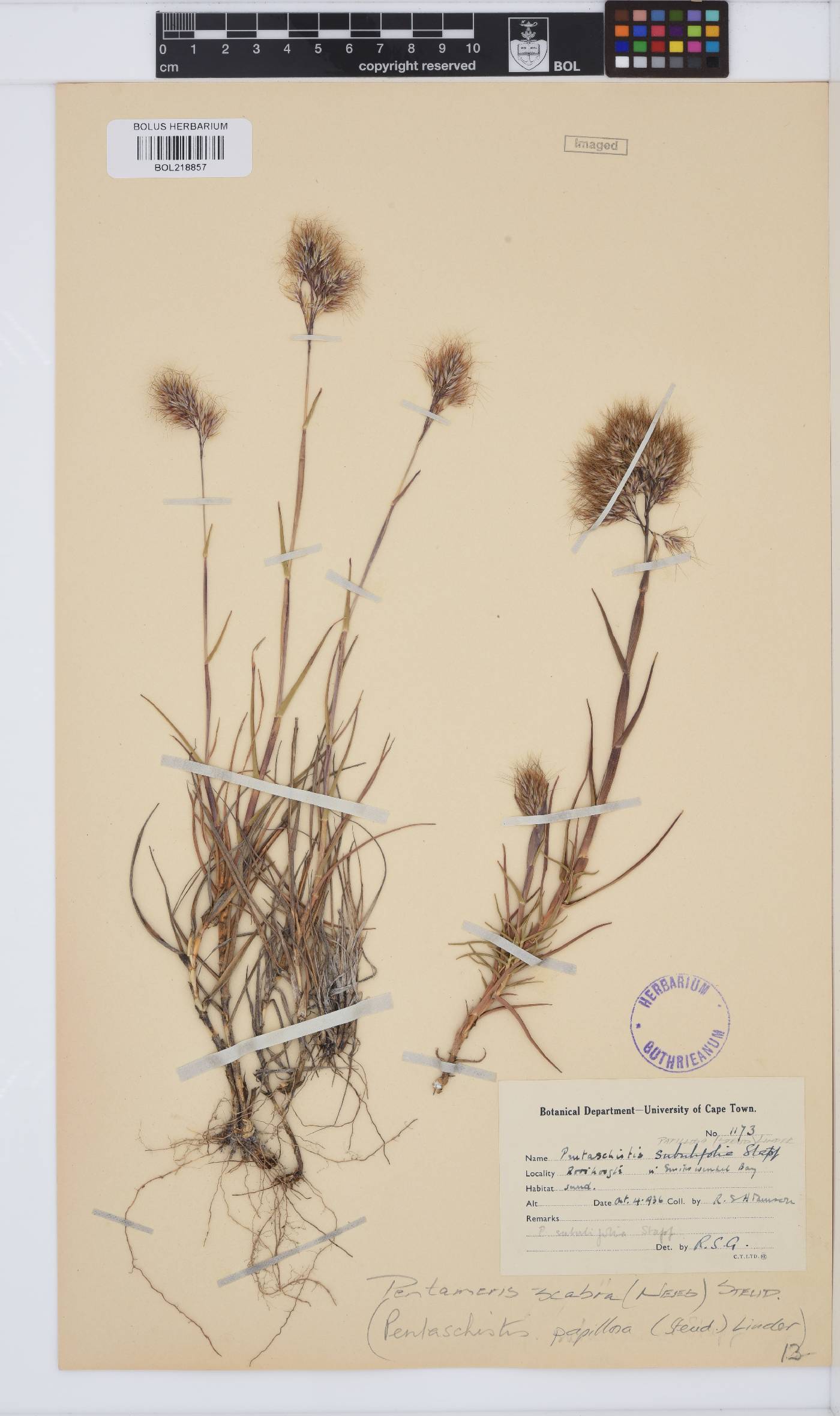 Pentameris scabra image