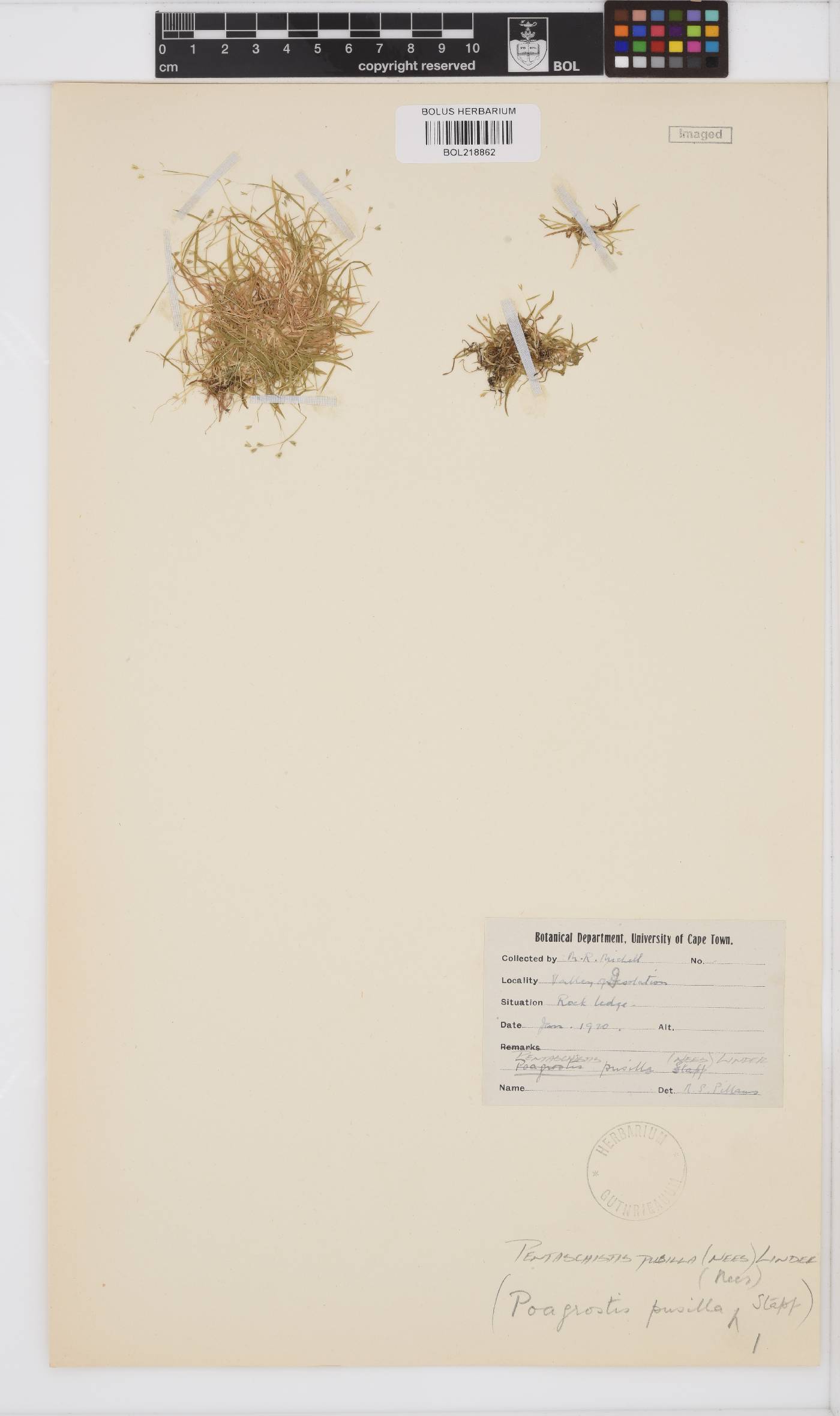 Pentameris pusilla image
