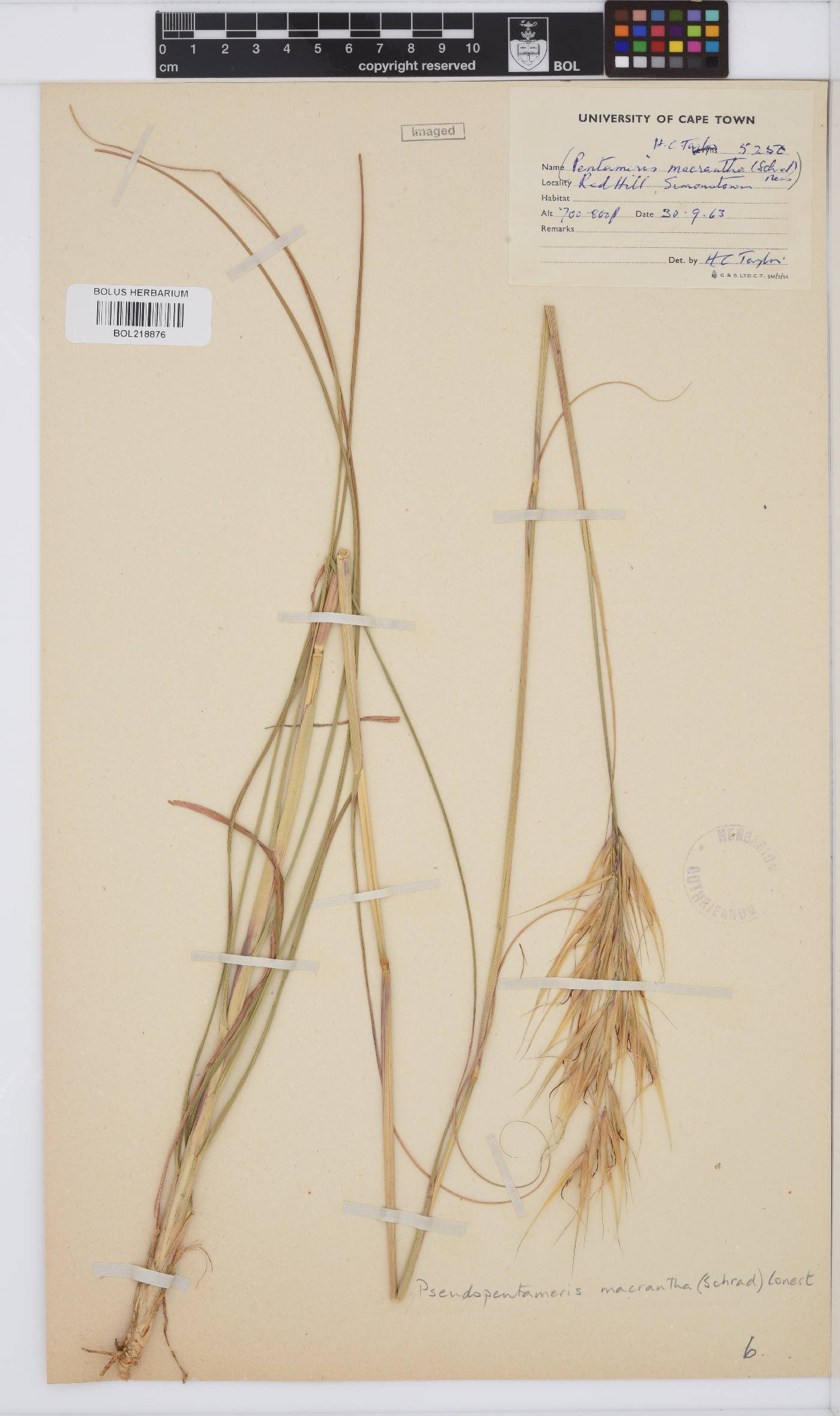 Pseudopentameris image