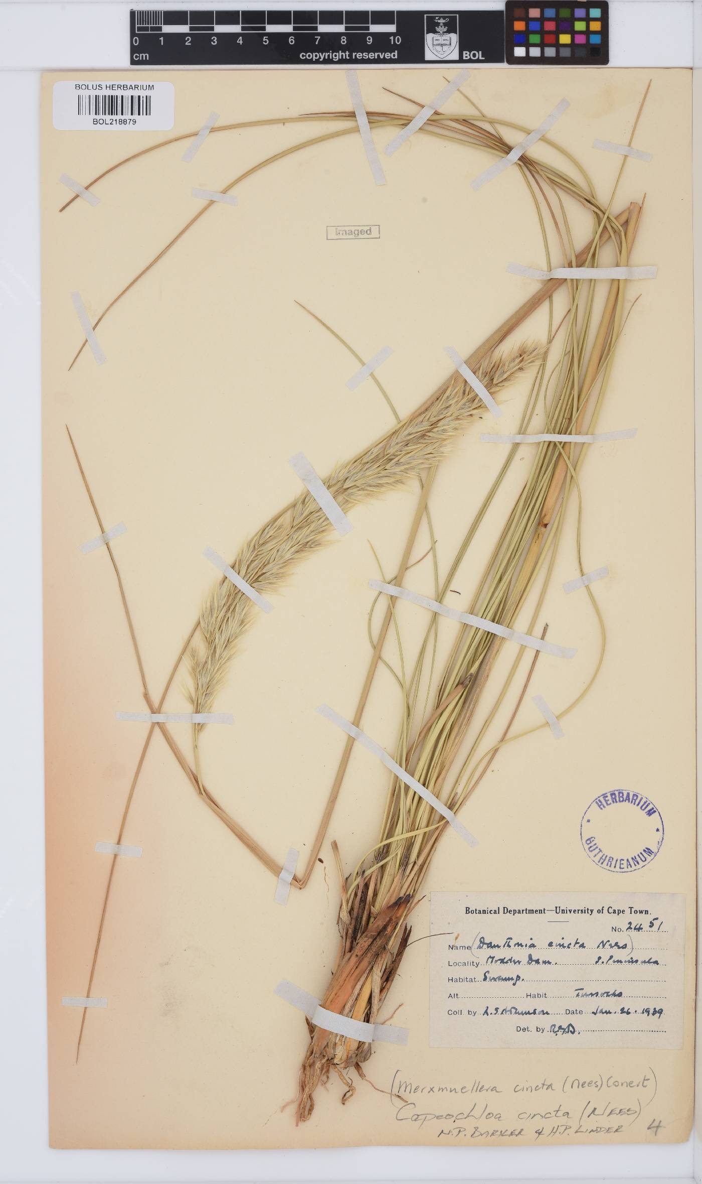 Capeochloa image