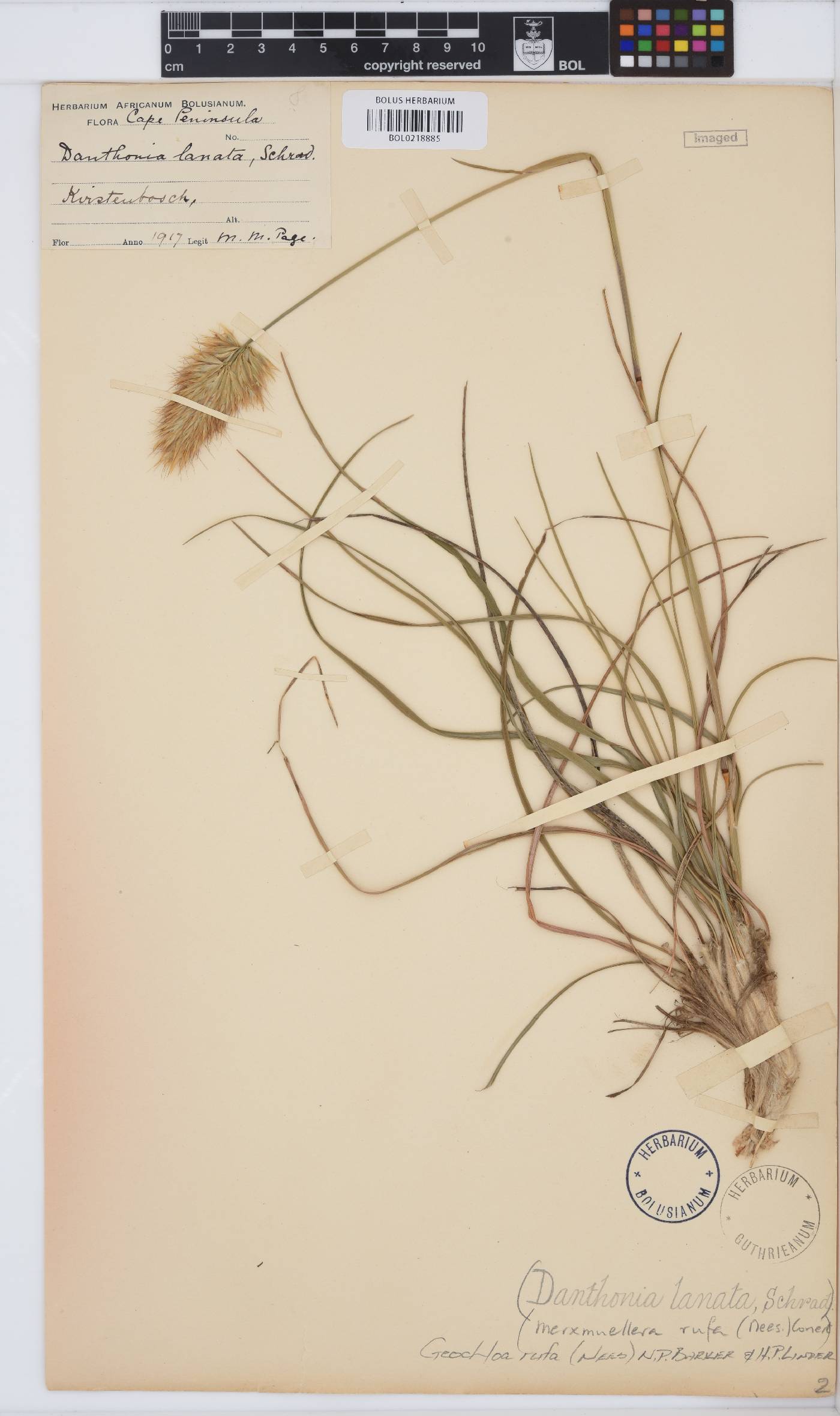 Geochloa rufa image