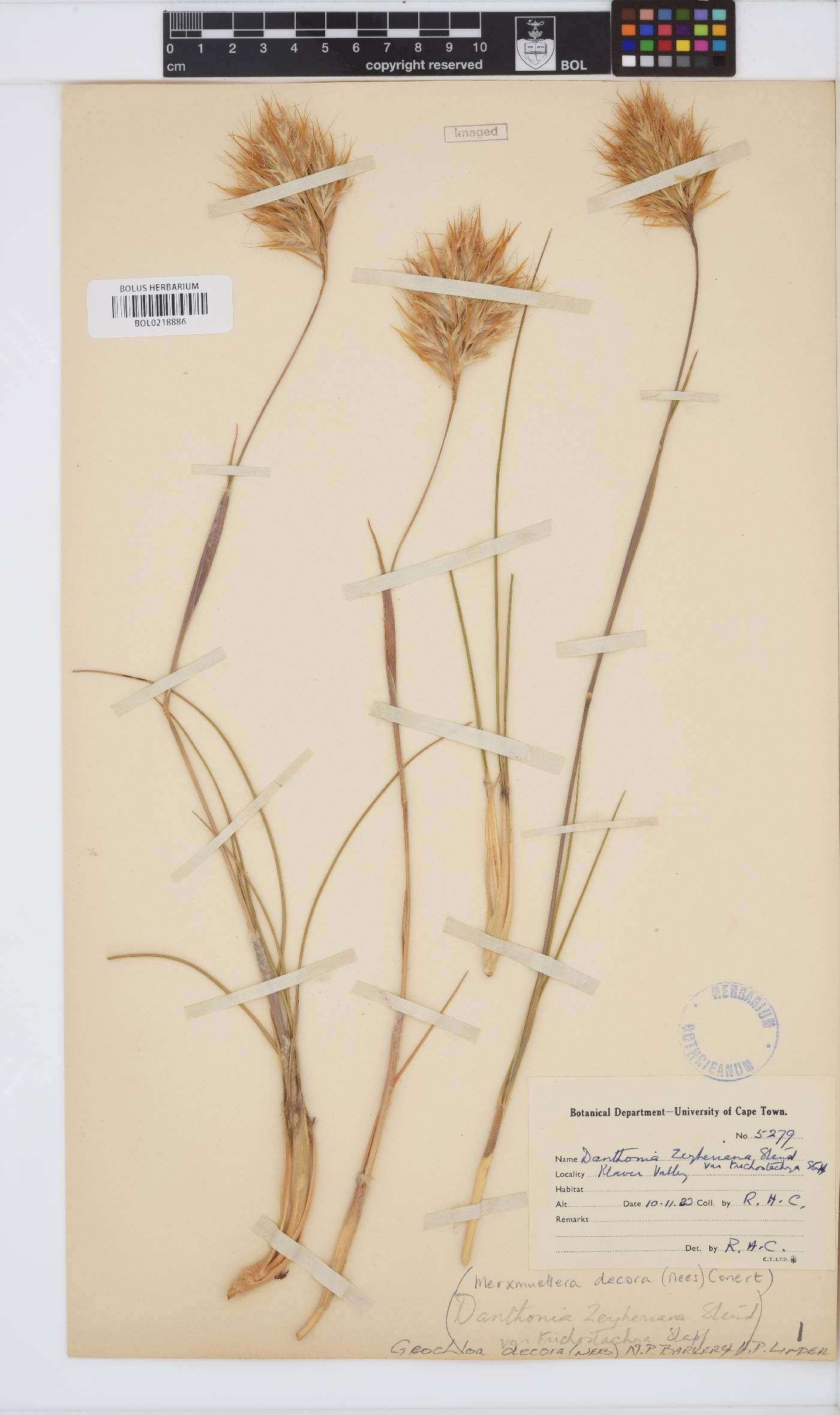 Geochloa decora image