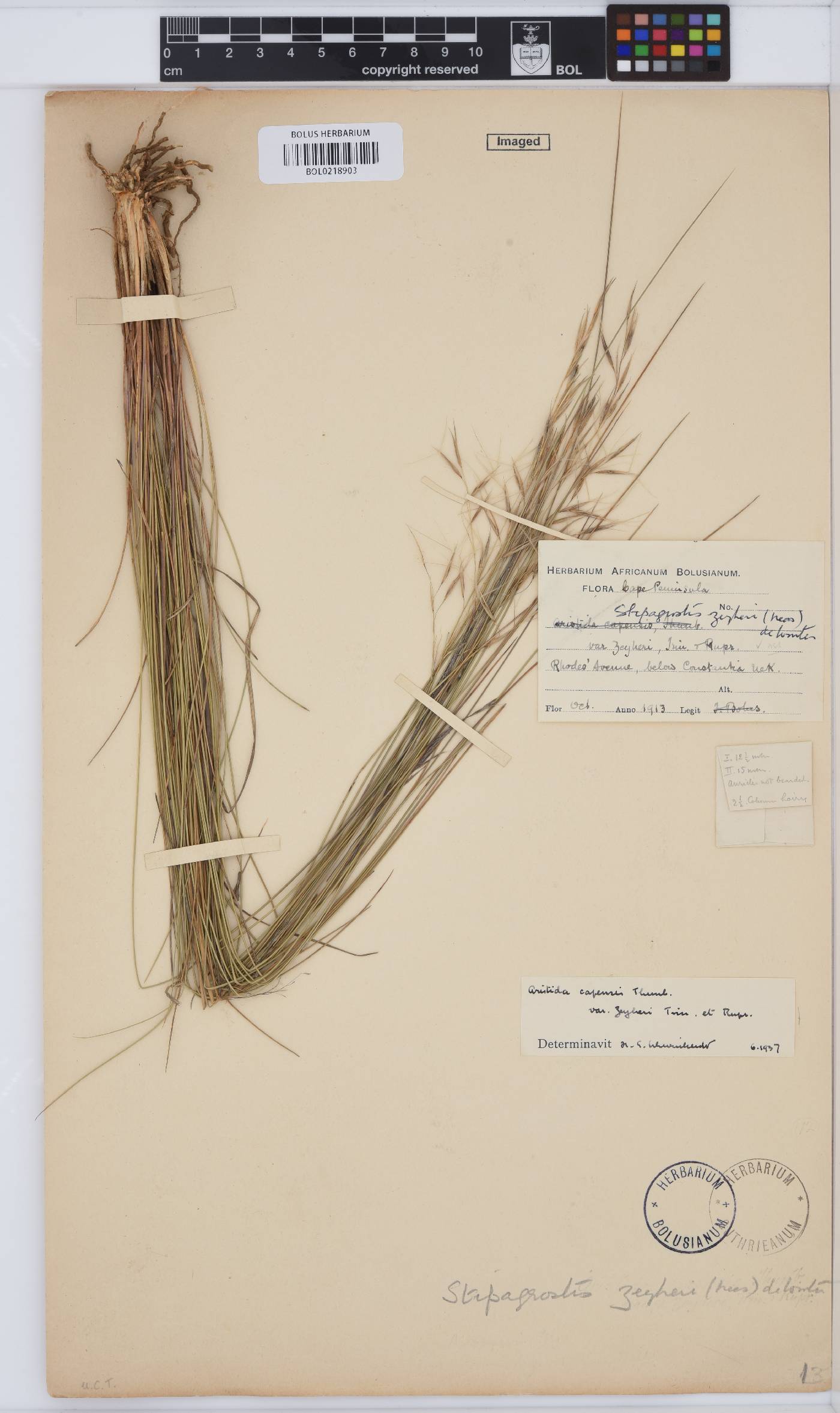 Stipagrostis zeyheri subsp. zeyheri image