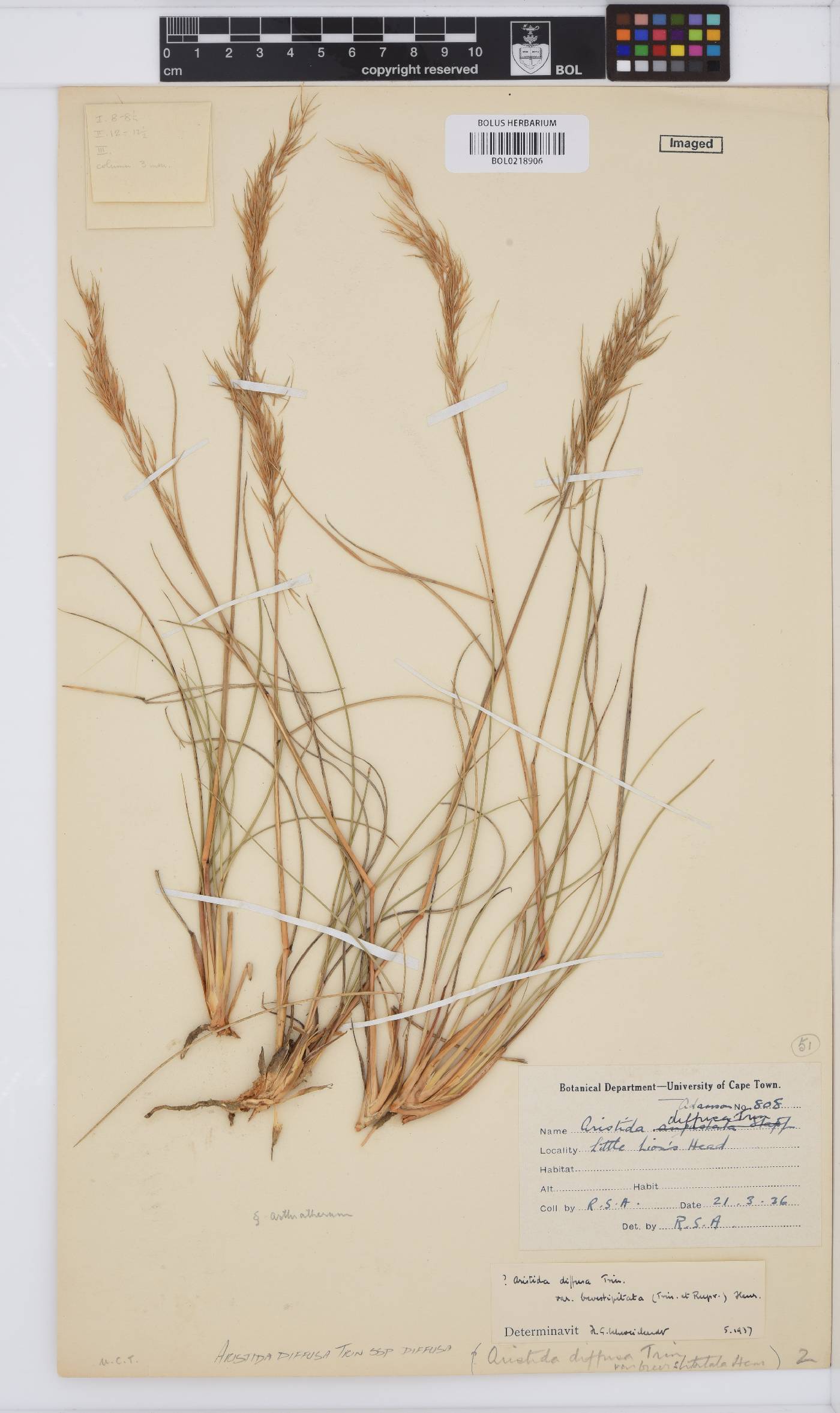 Aristida diffusa subsp. diffusa image