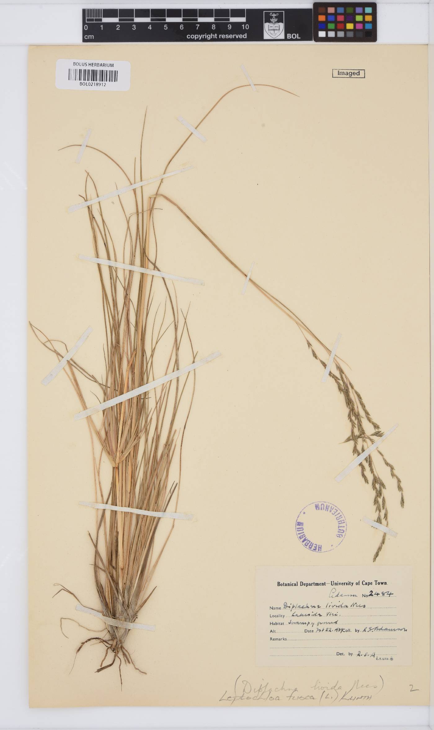 Leptochloa image