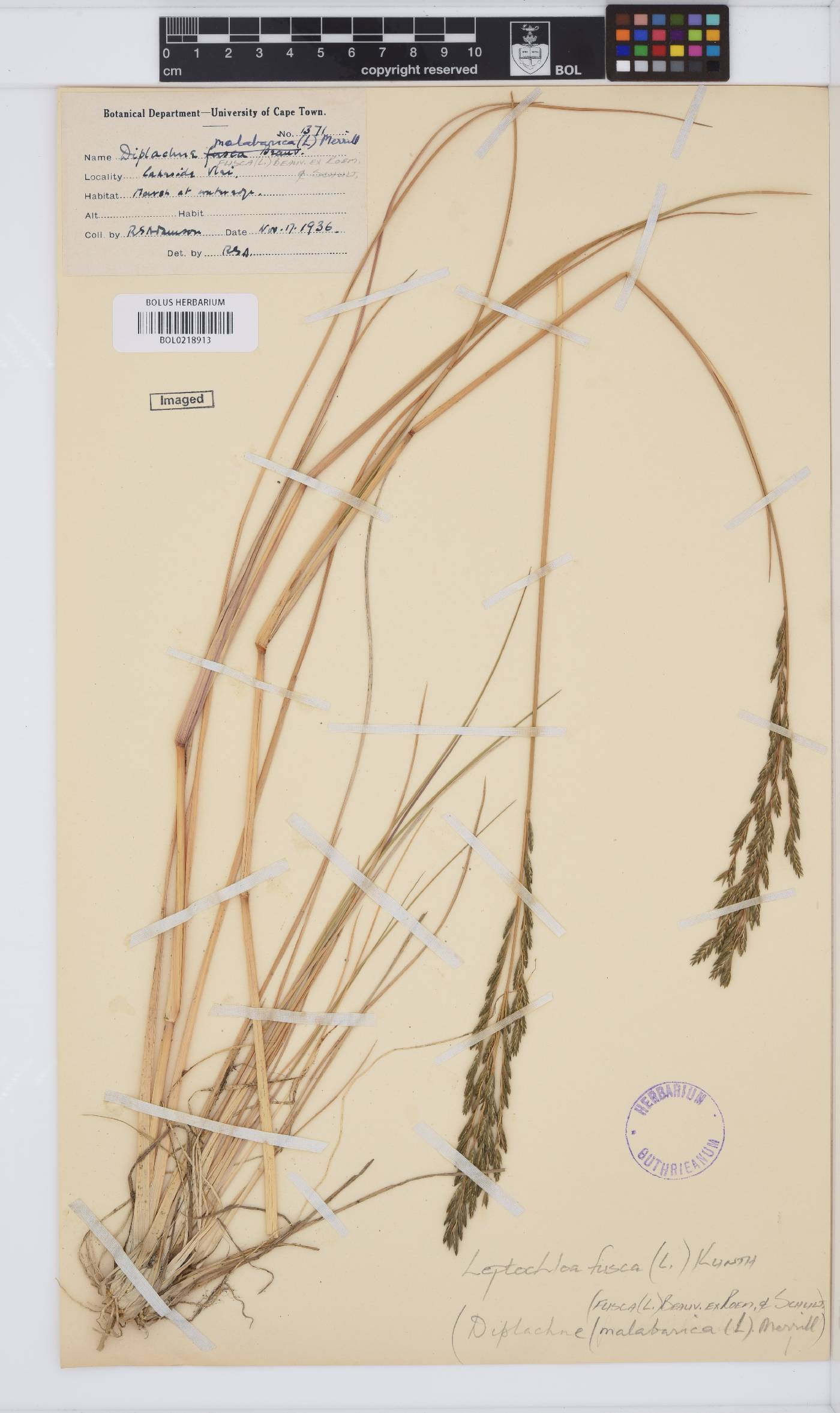 Leptochloa fusca image