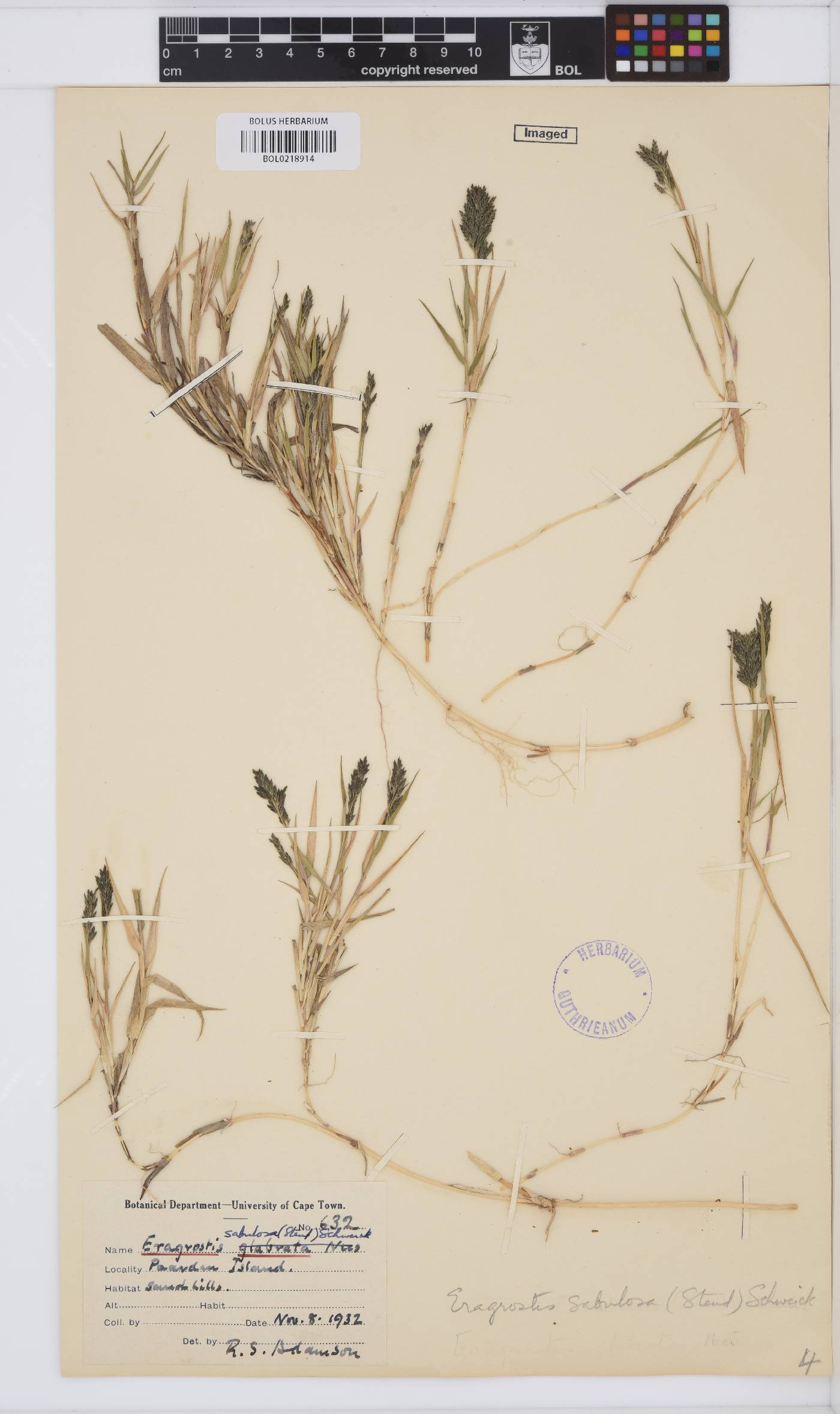 Eragrostis sabulosa image