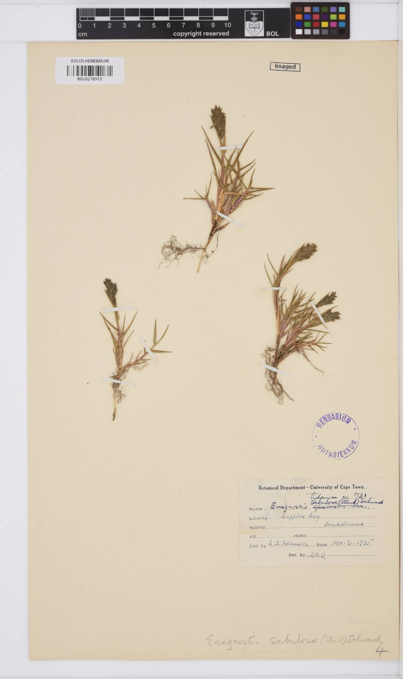 Eragrostis sabulosa image