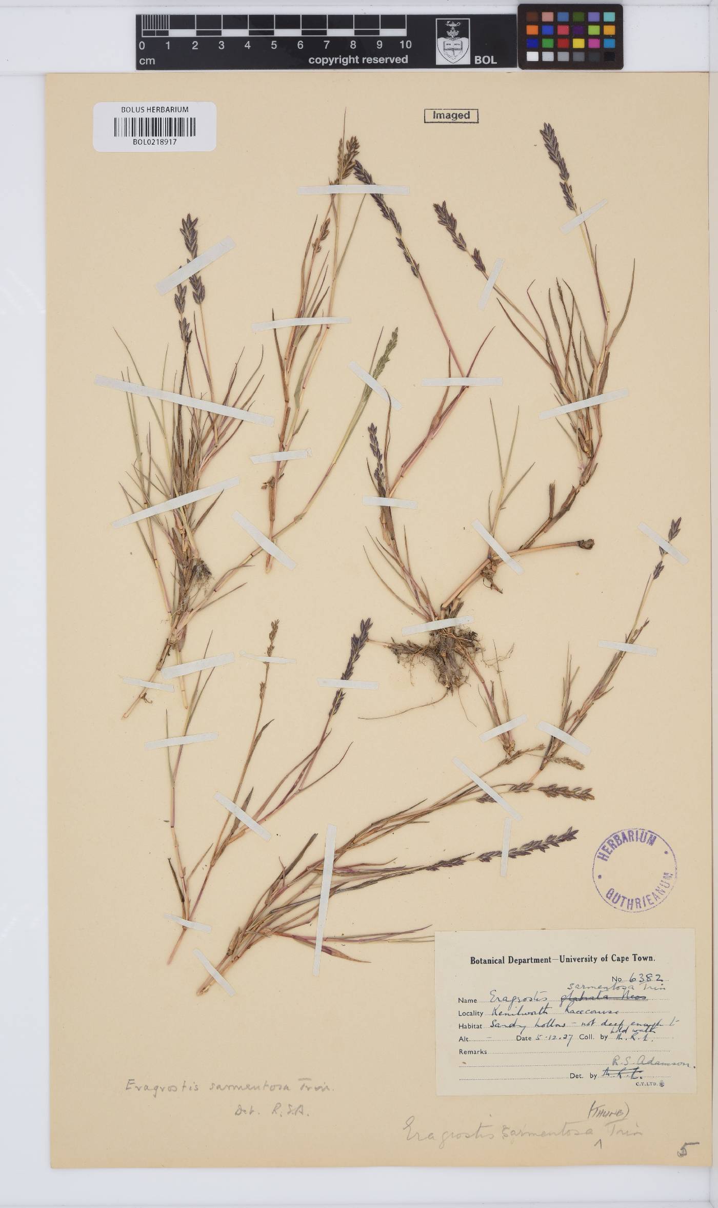 Eragrostis sarmentosa image