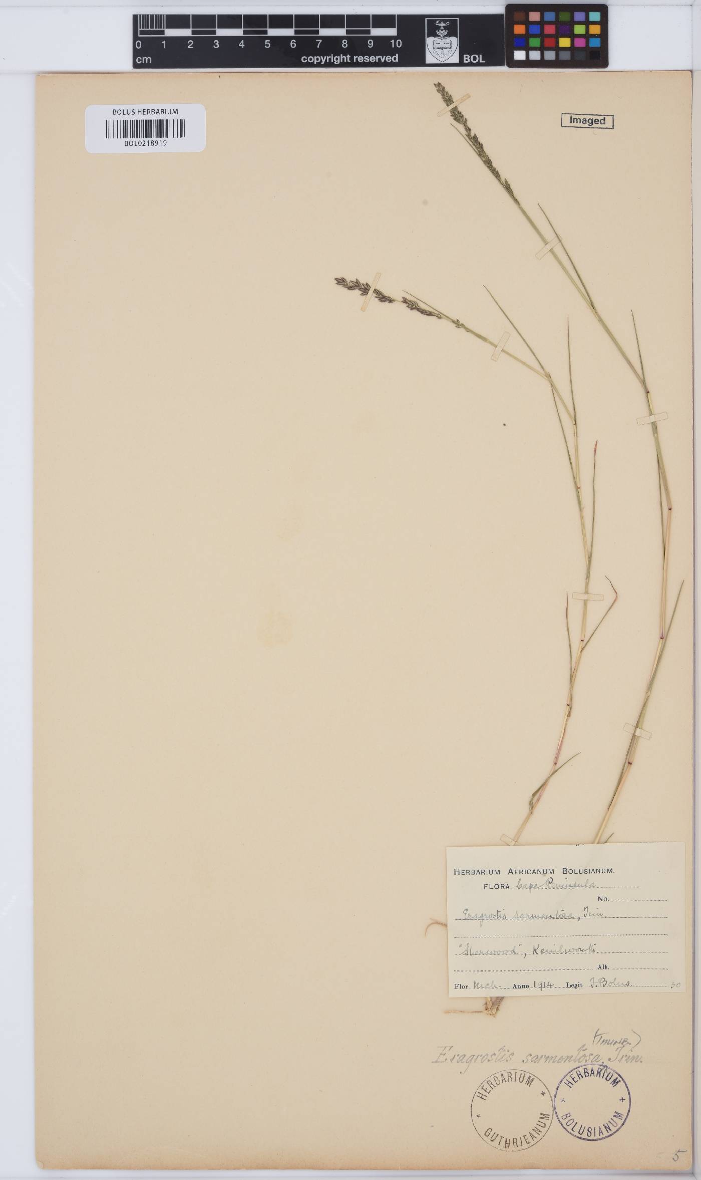 Eragrostis sarmentosa image