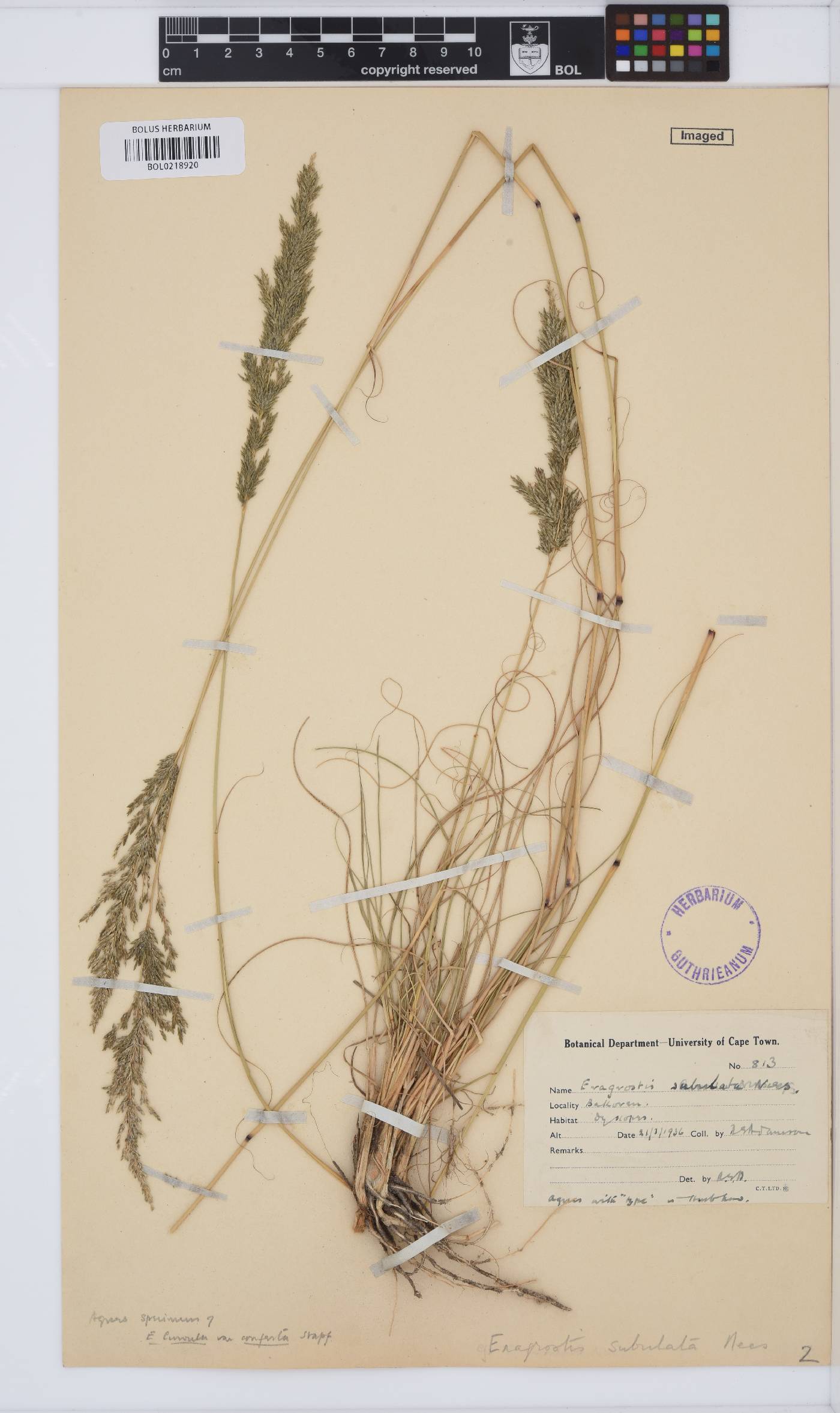 Eragrostis curvula image