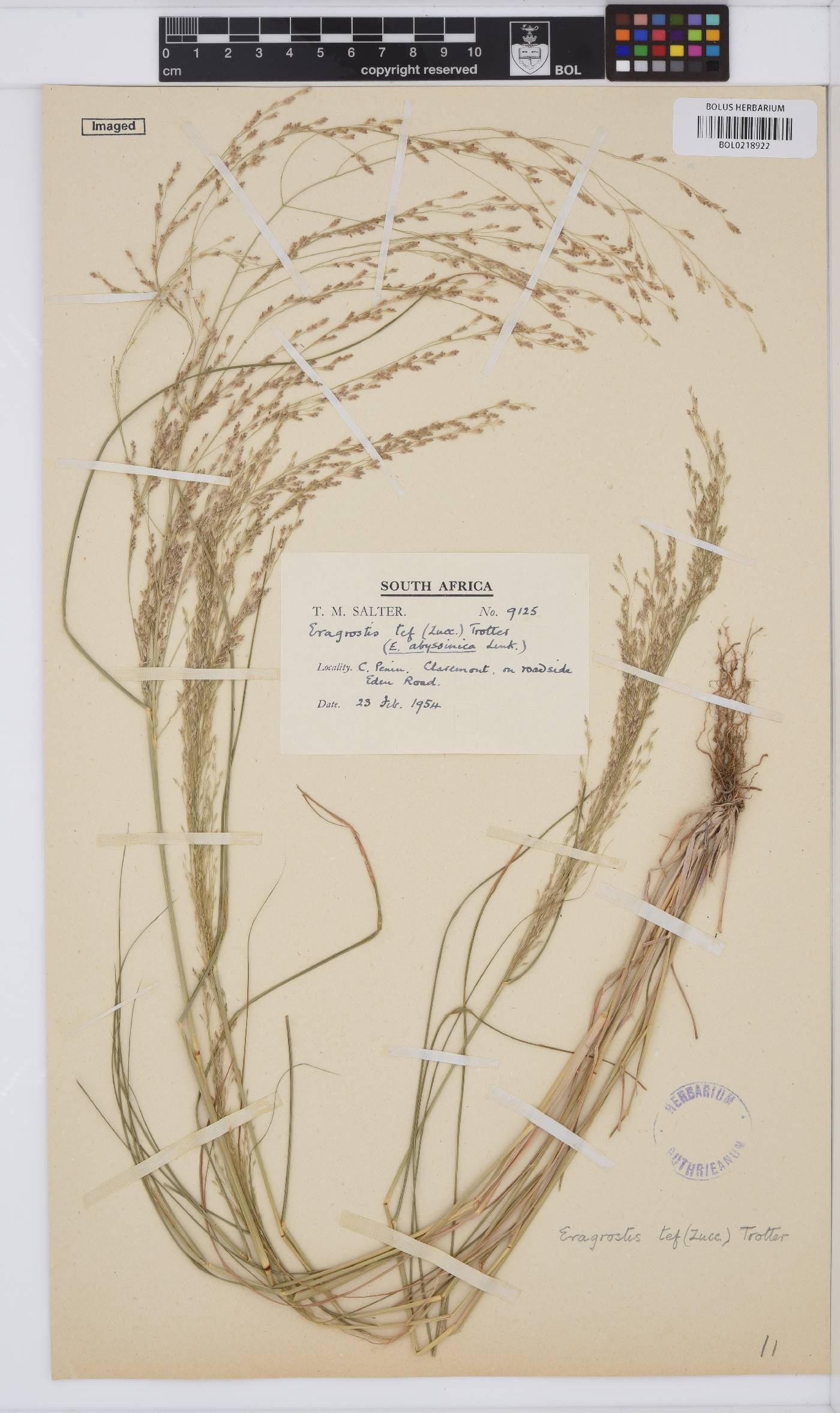 Eragrostis tef image