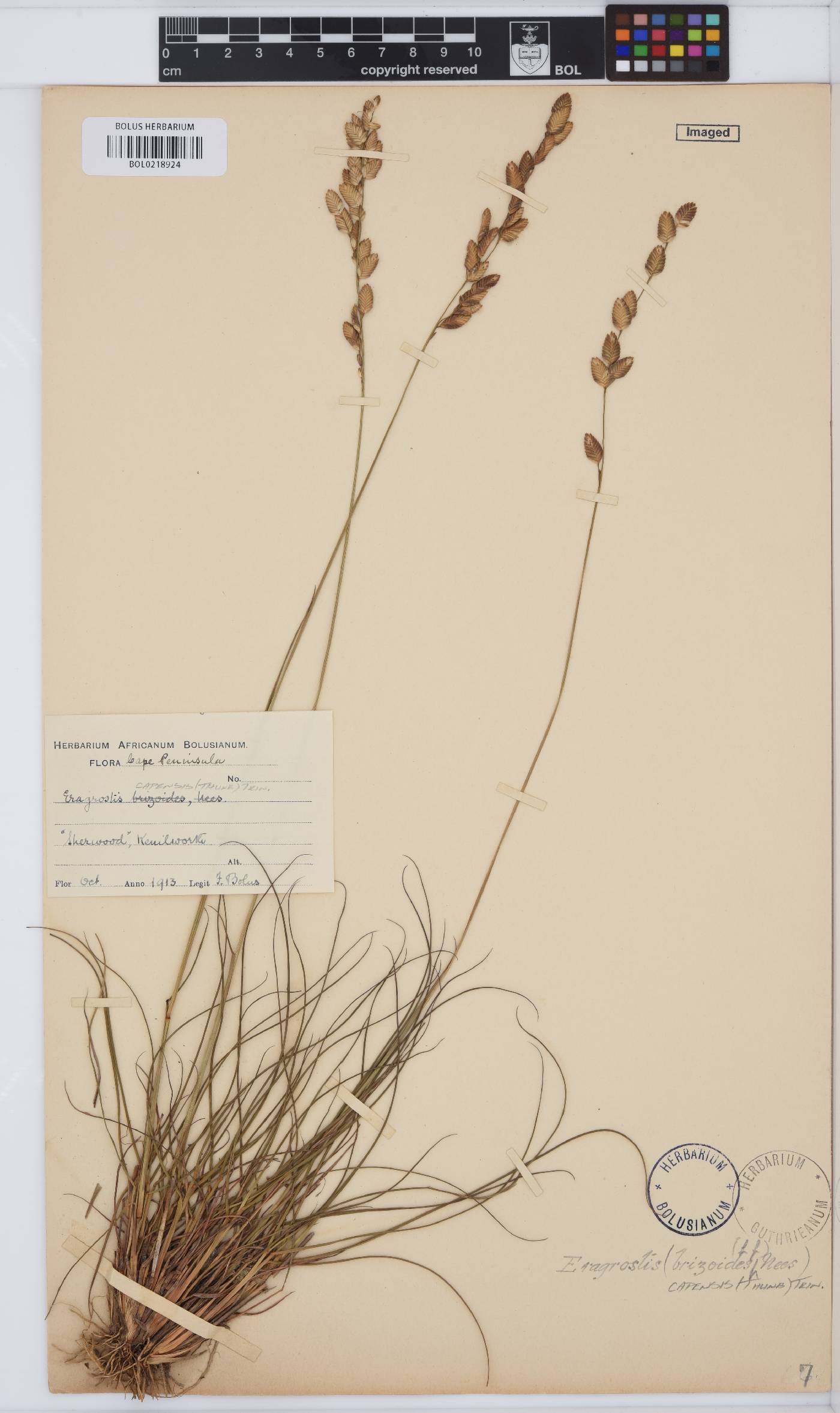 Eragrostis capensis image