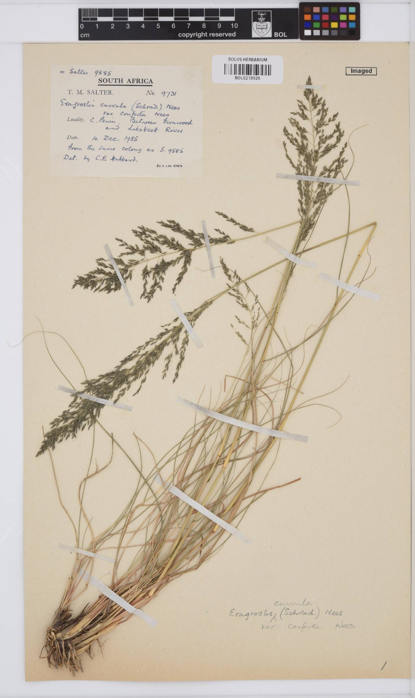 Eragrostis curvula image