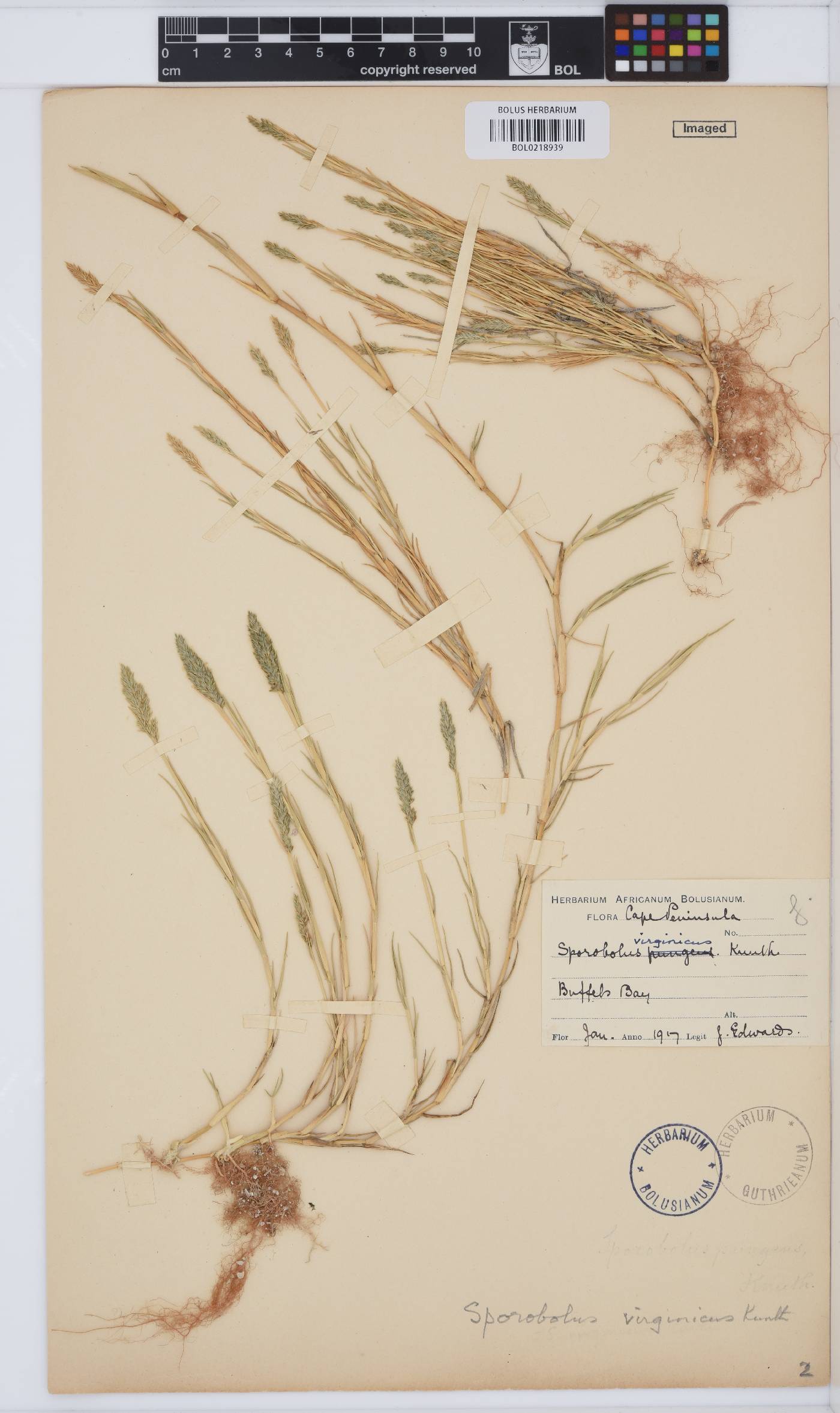 Sporobolus virginicus image