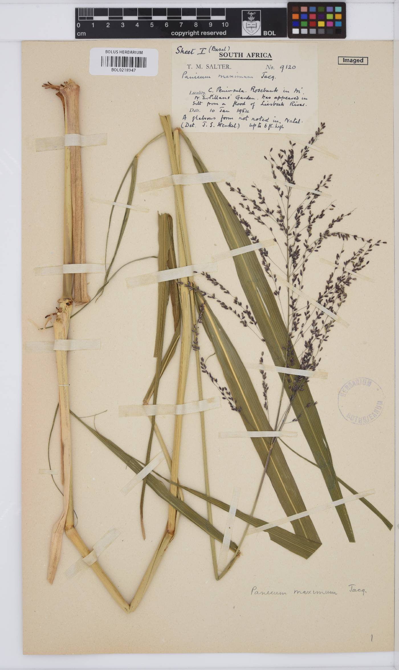 Panicum maximum image