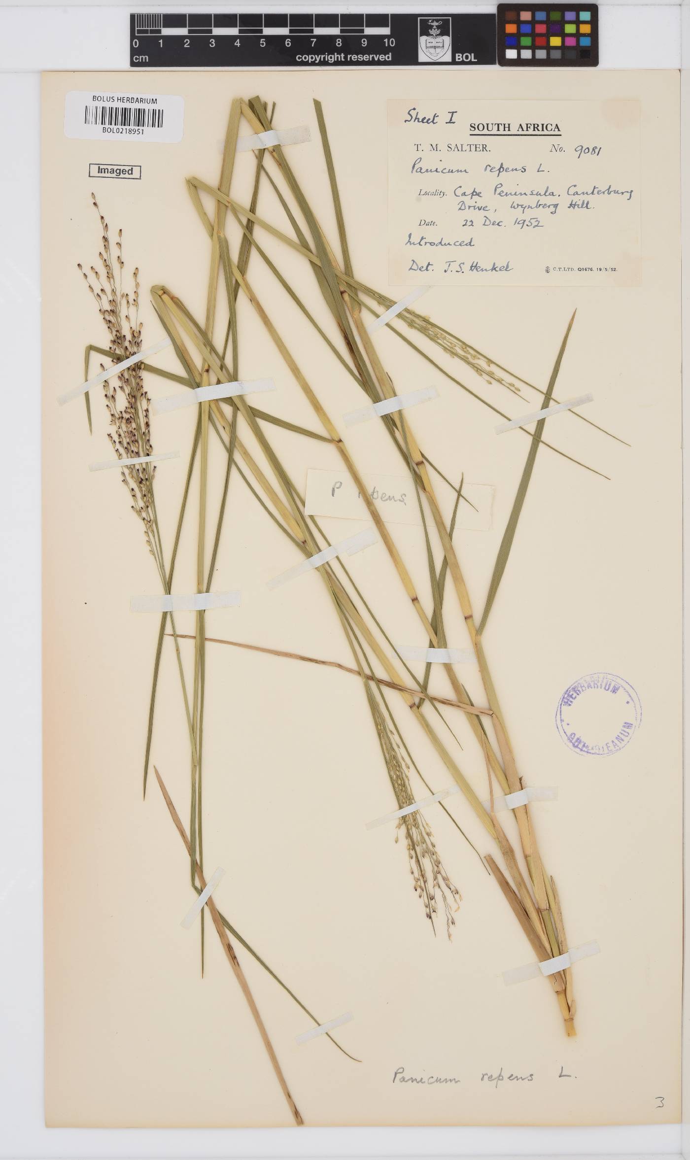 Panicum repens image