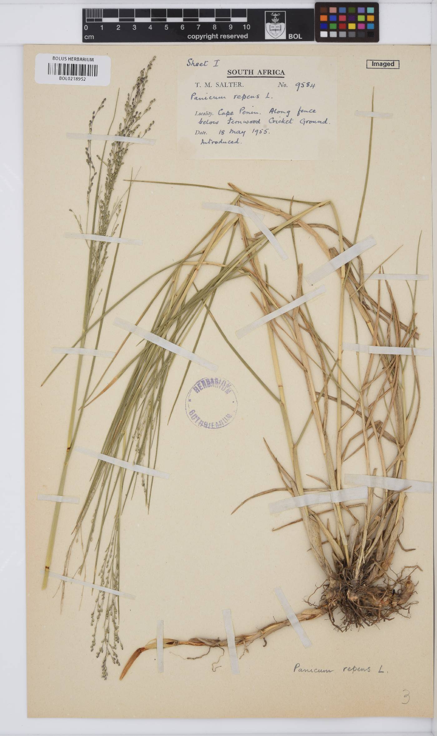 Panicum repens image