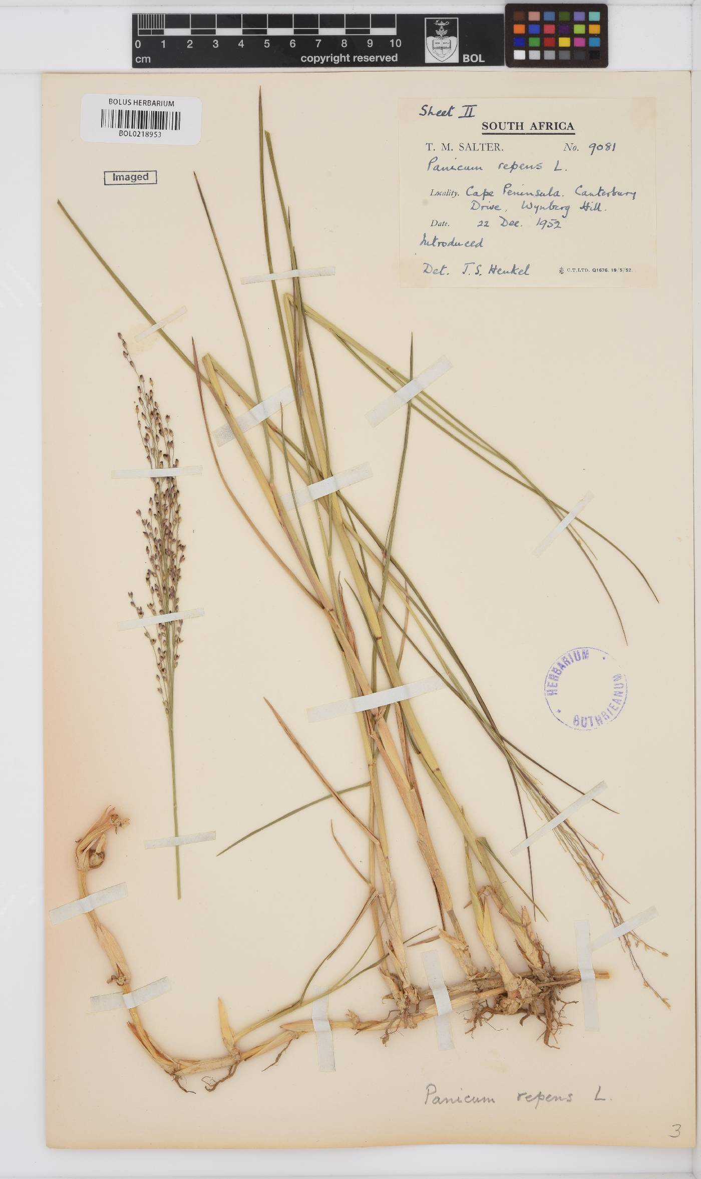 Panicum repens image