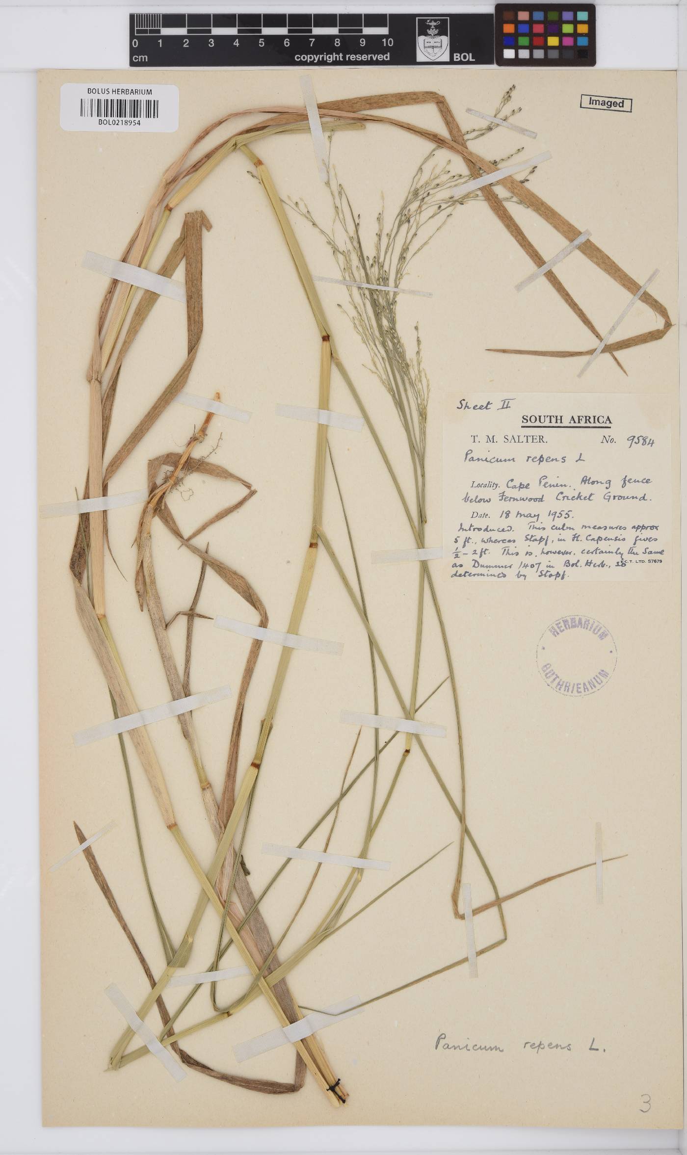 Panicum repens image