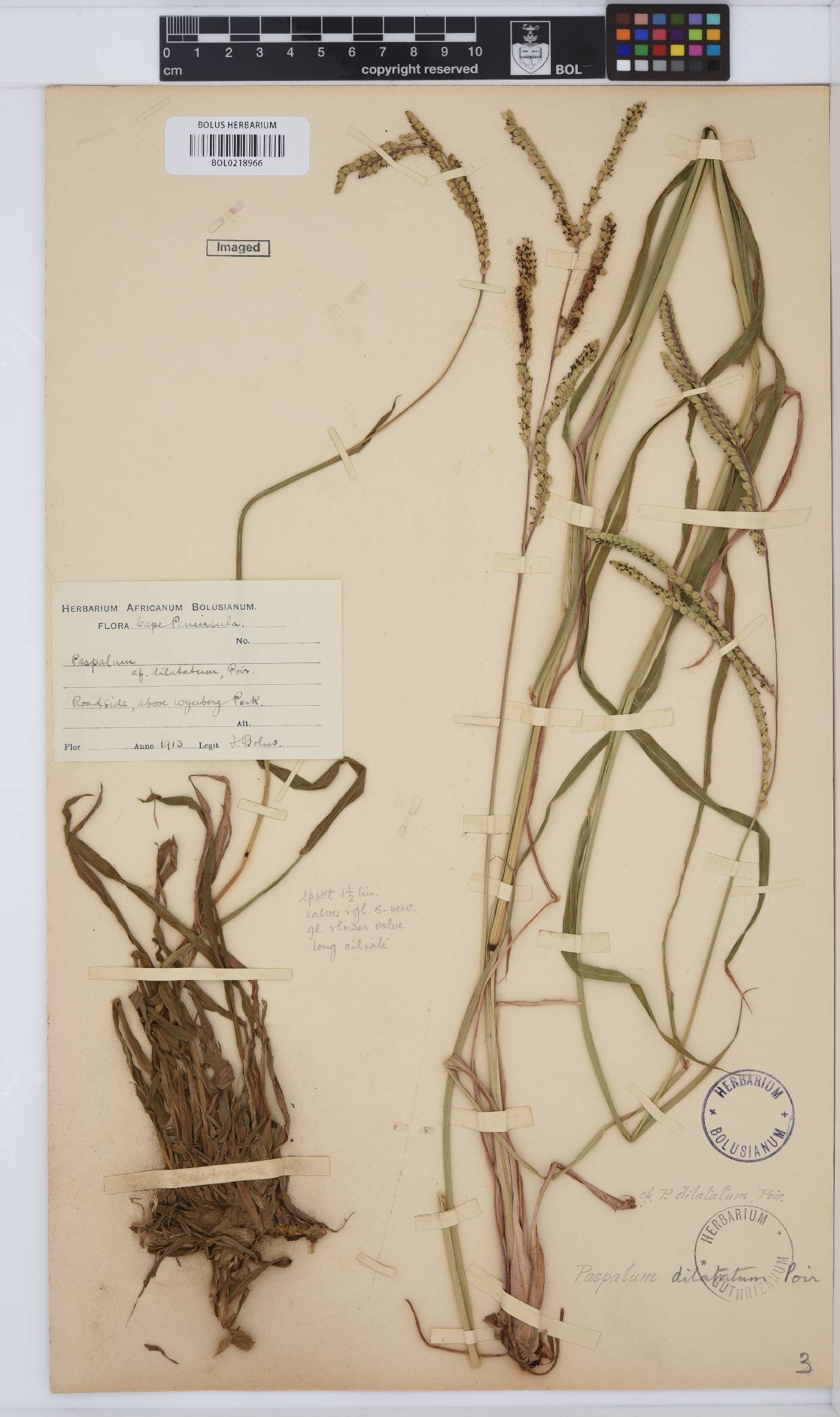 Paspalum dilatatum image