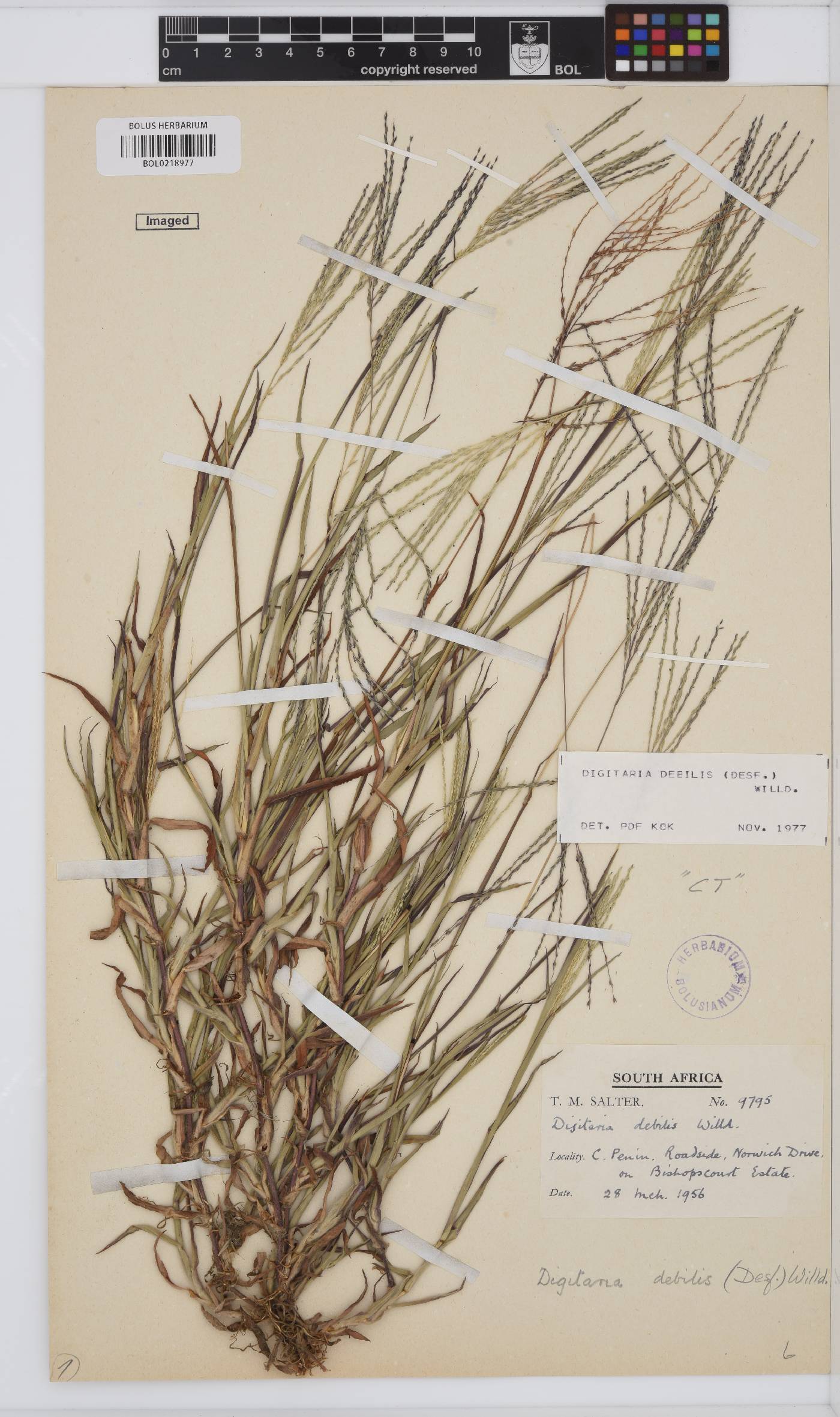 Digitaria debilis image