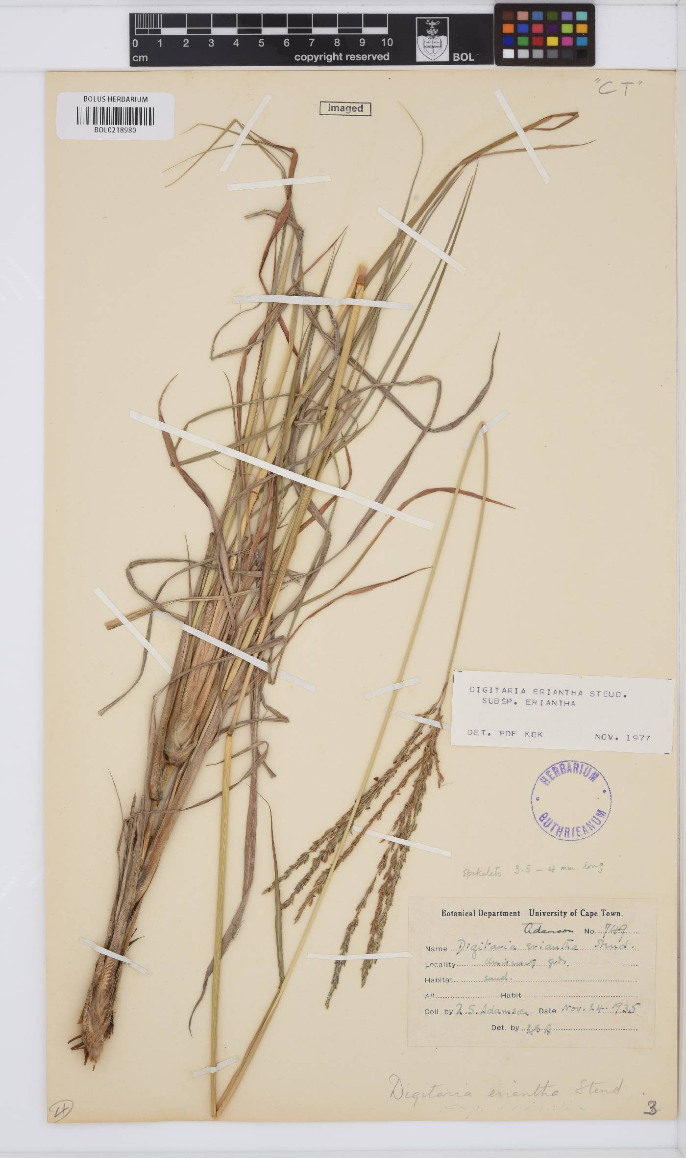 Digitaria eriantha image