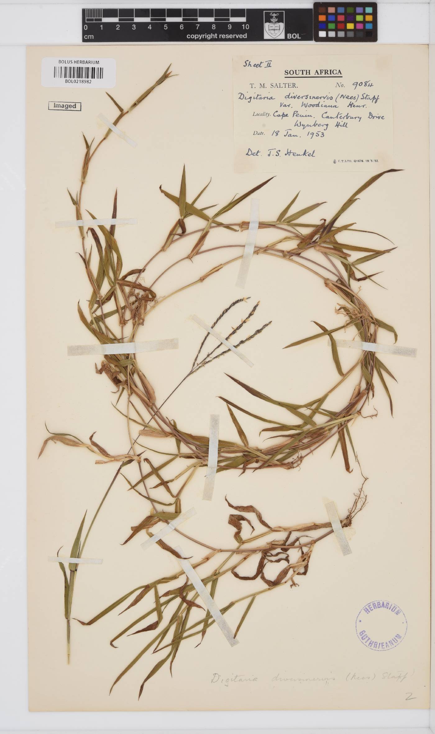 Digitaria diversinervis image