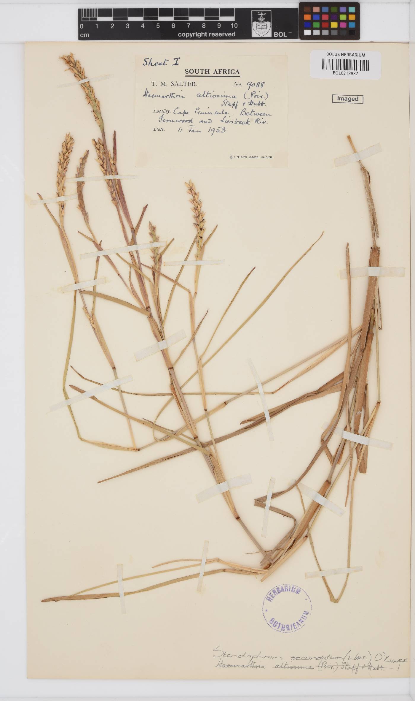 Stenotaphrum image
