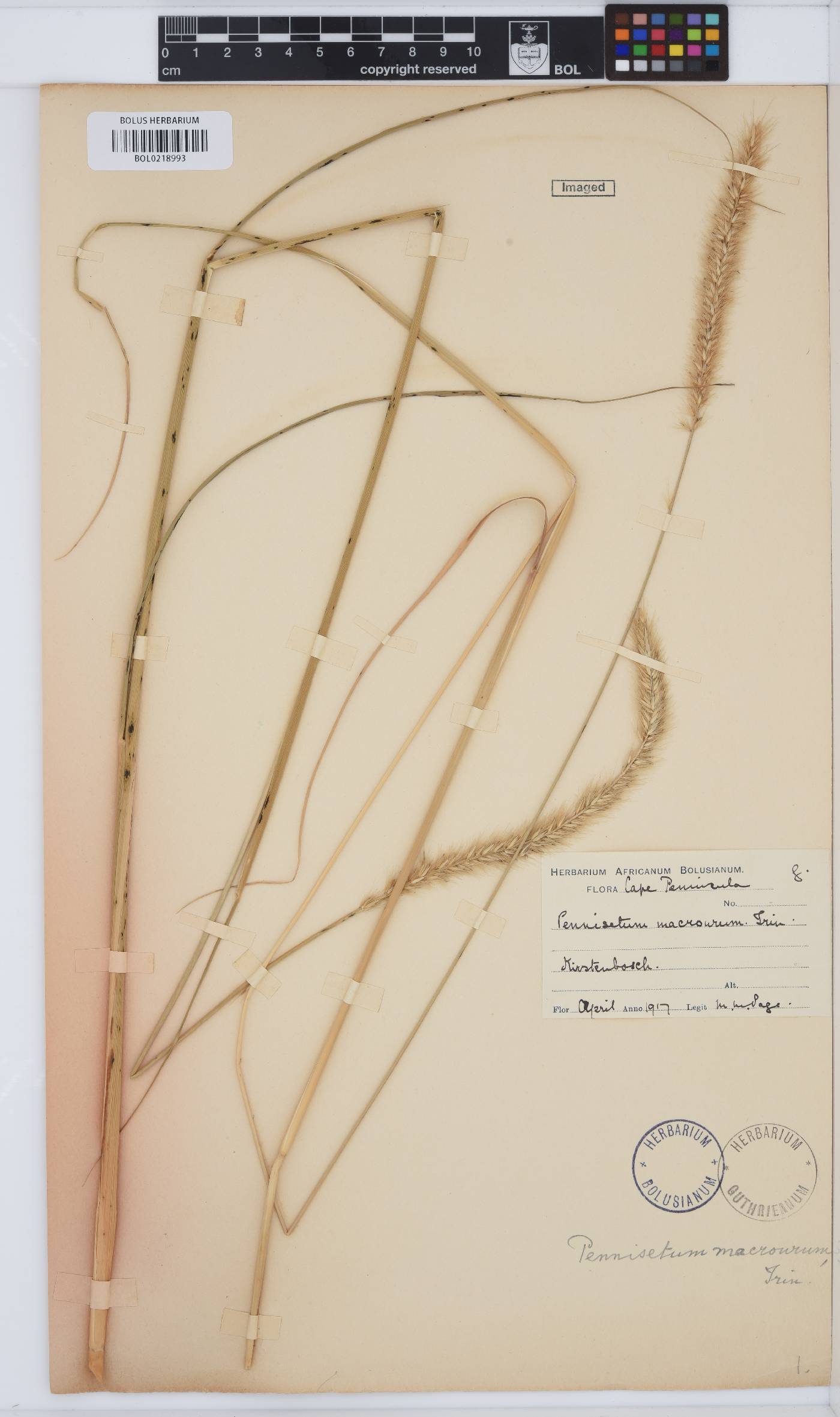Pennisetum macrourum image