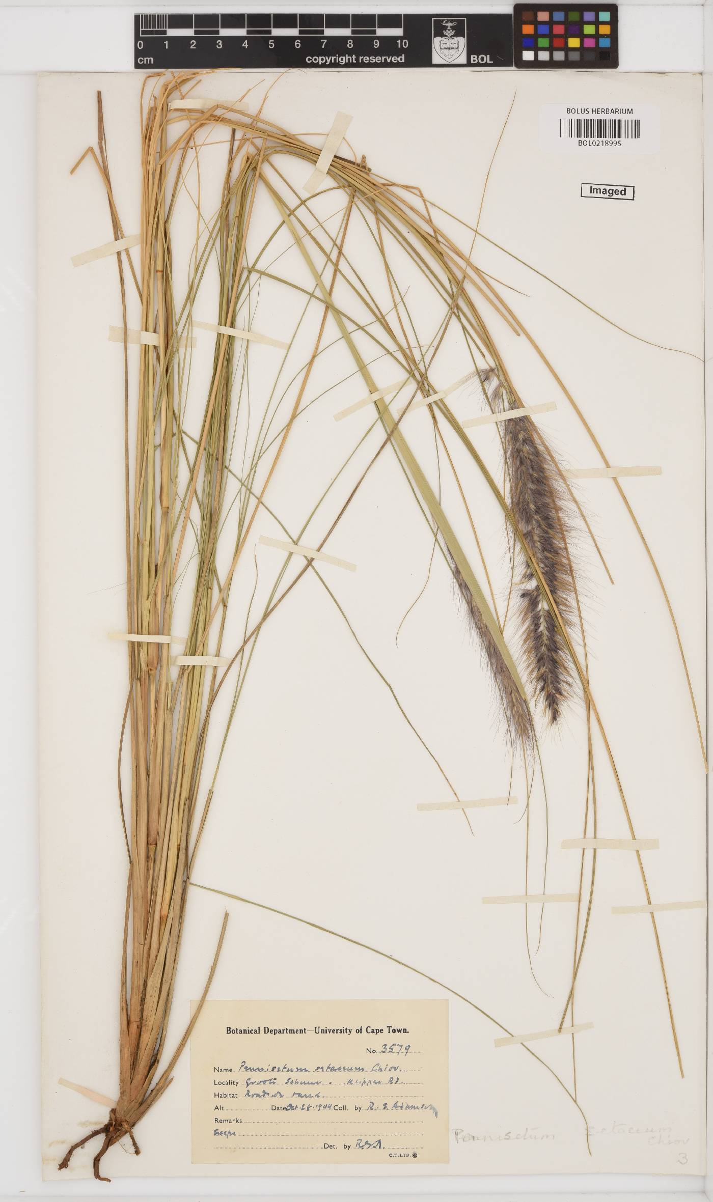 Pennisetum setaceum image