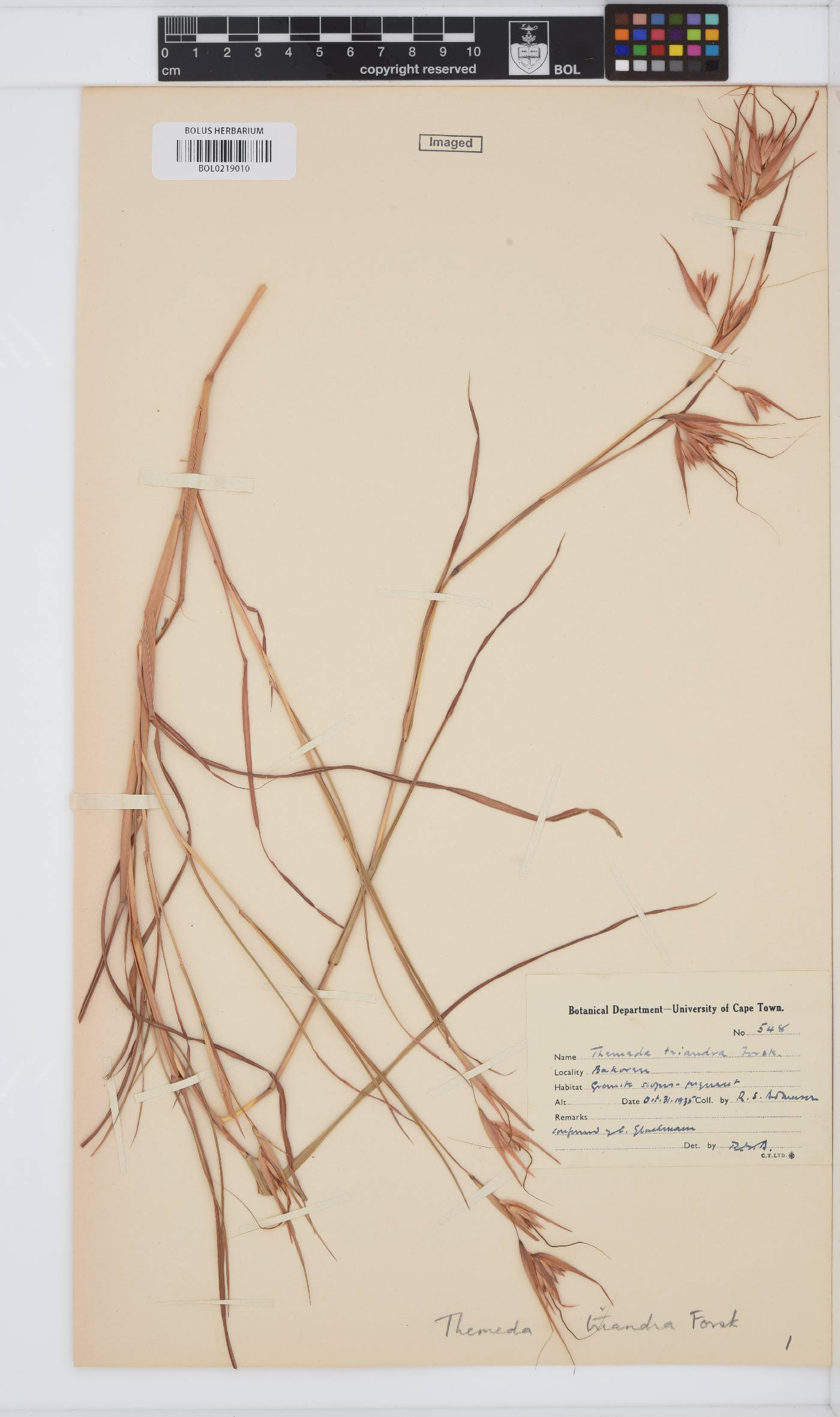 Themeda triandra image