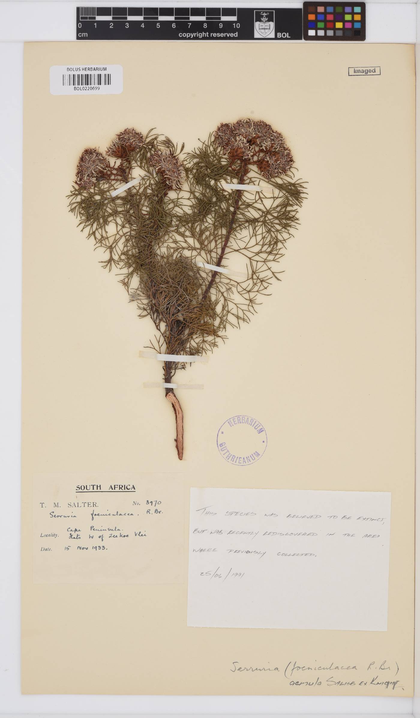 Serruria aemula image