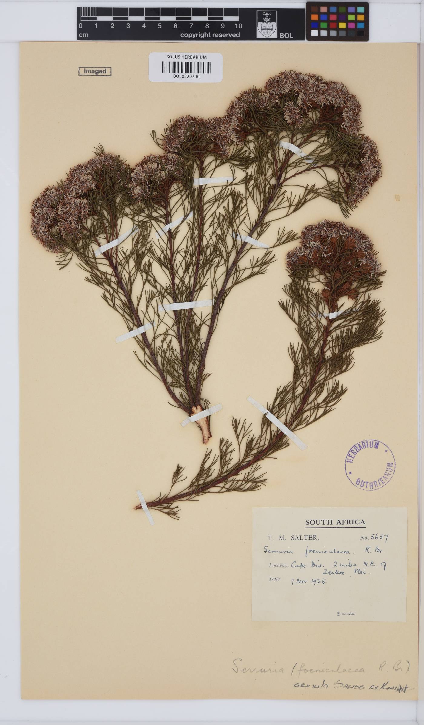Serruria aemula image