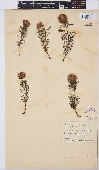 Serruria cyanoides image