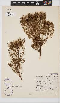 Serruria glomerata image
