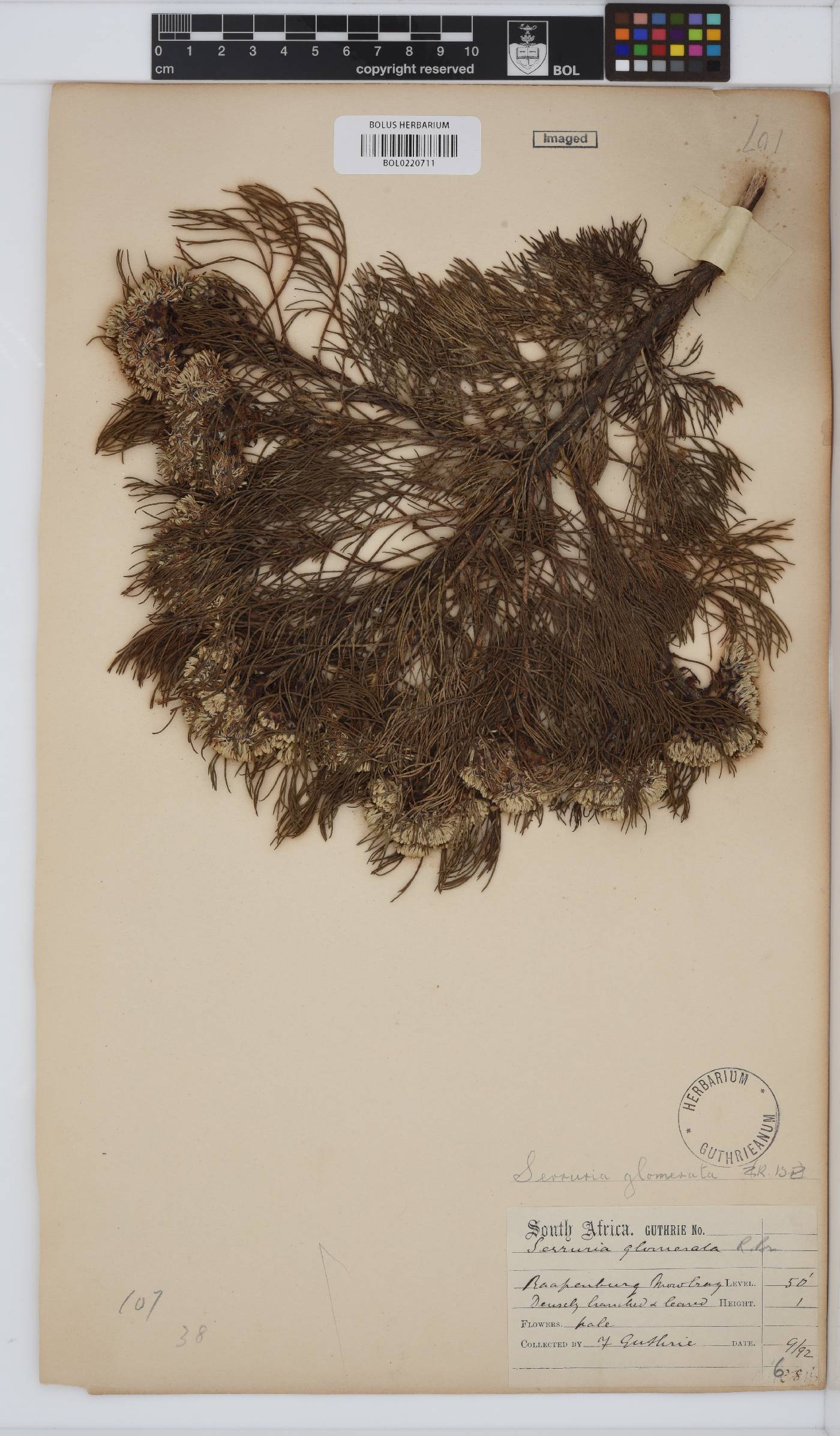 Serruria glomerata image