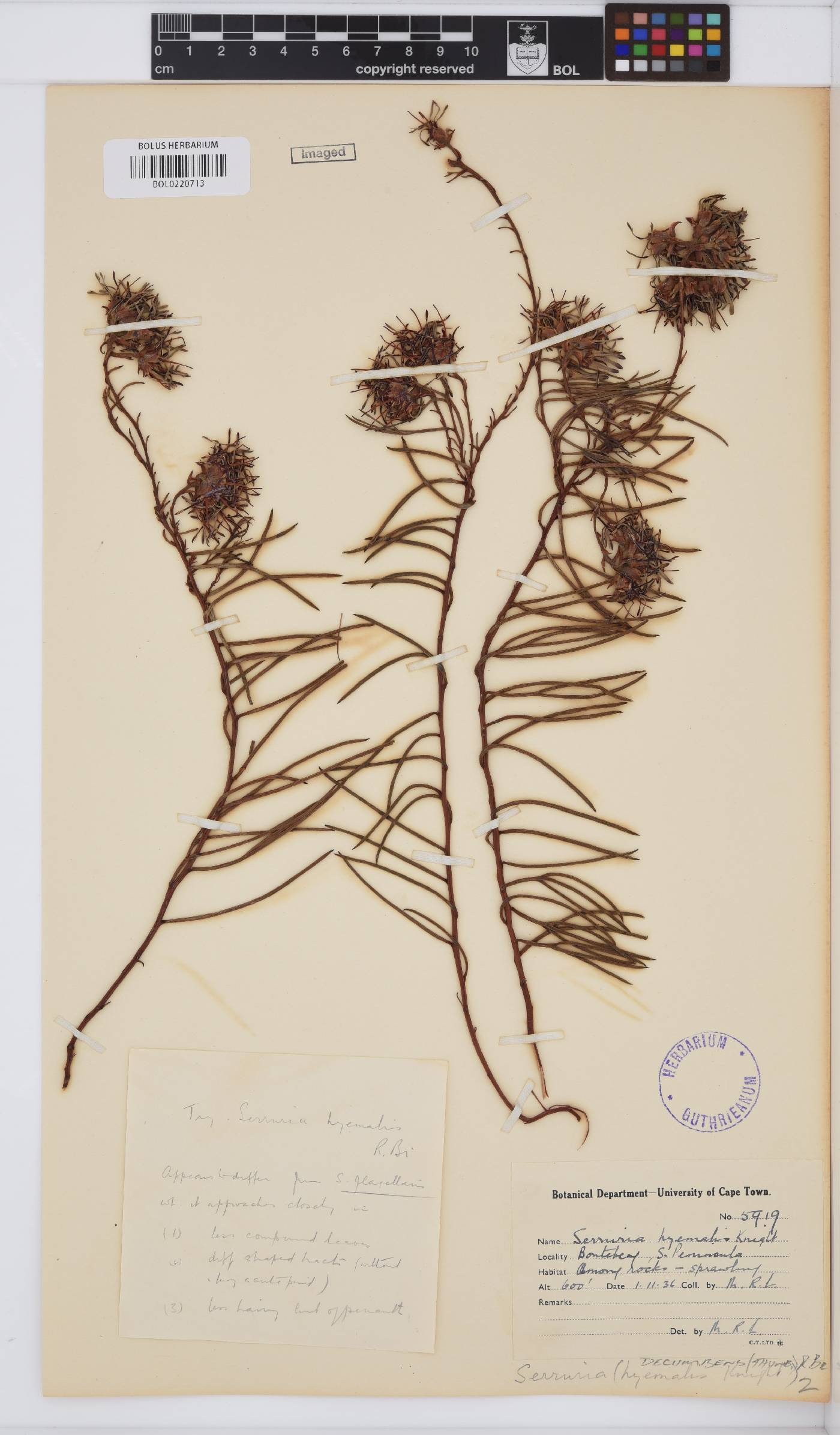 Serruria decumbens image