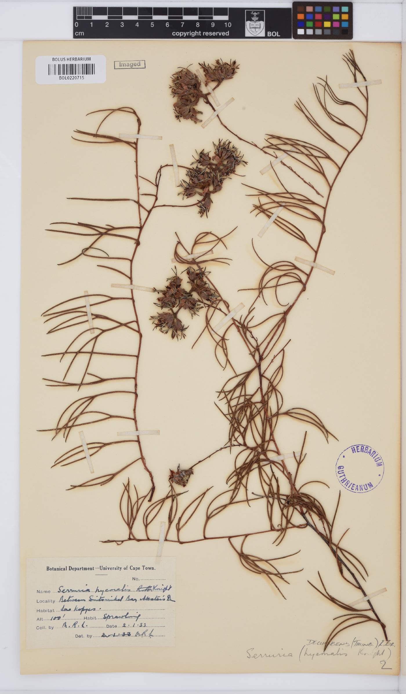 Serruria decumbens image