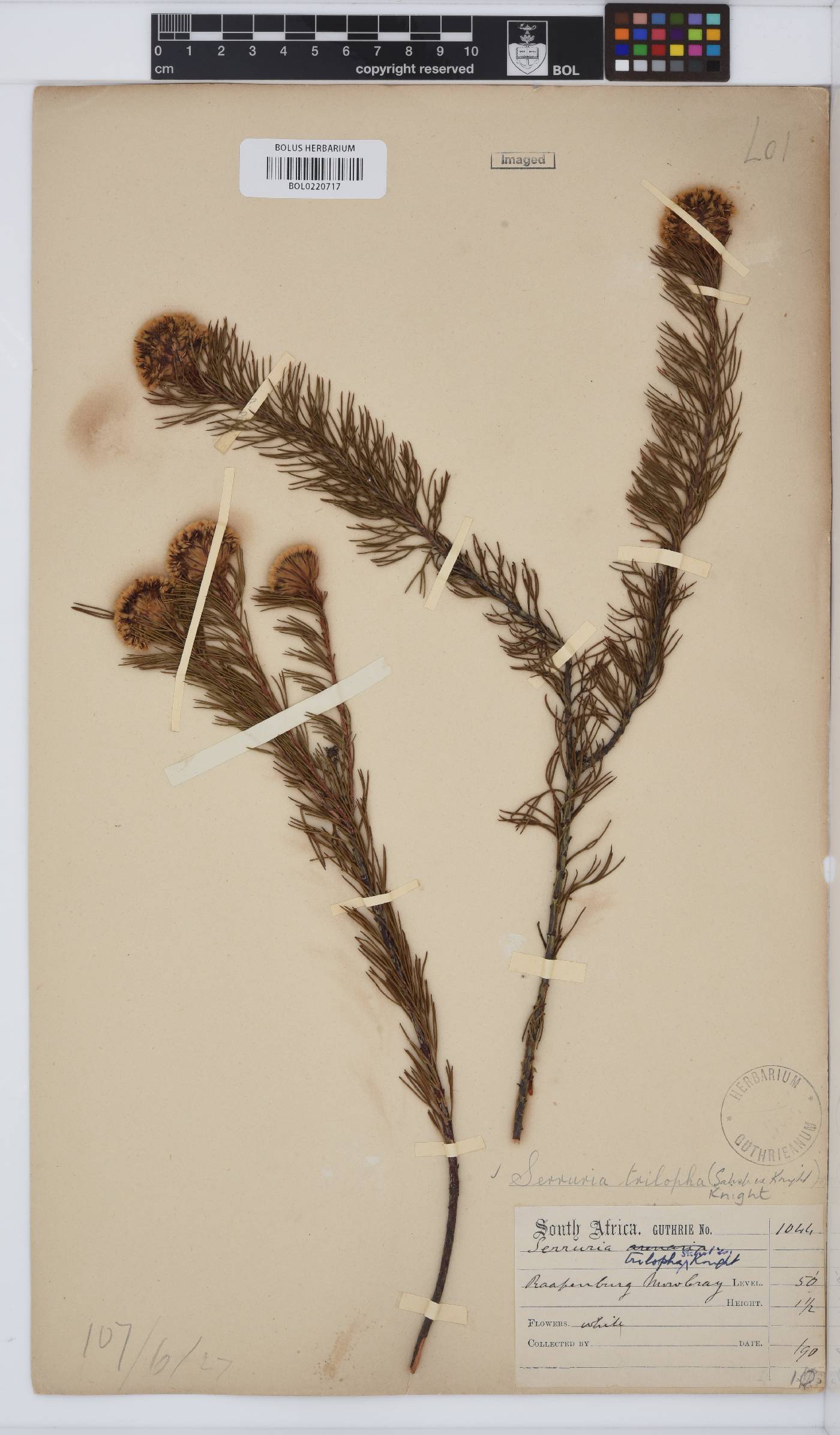 Serruria trilopha image