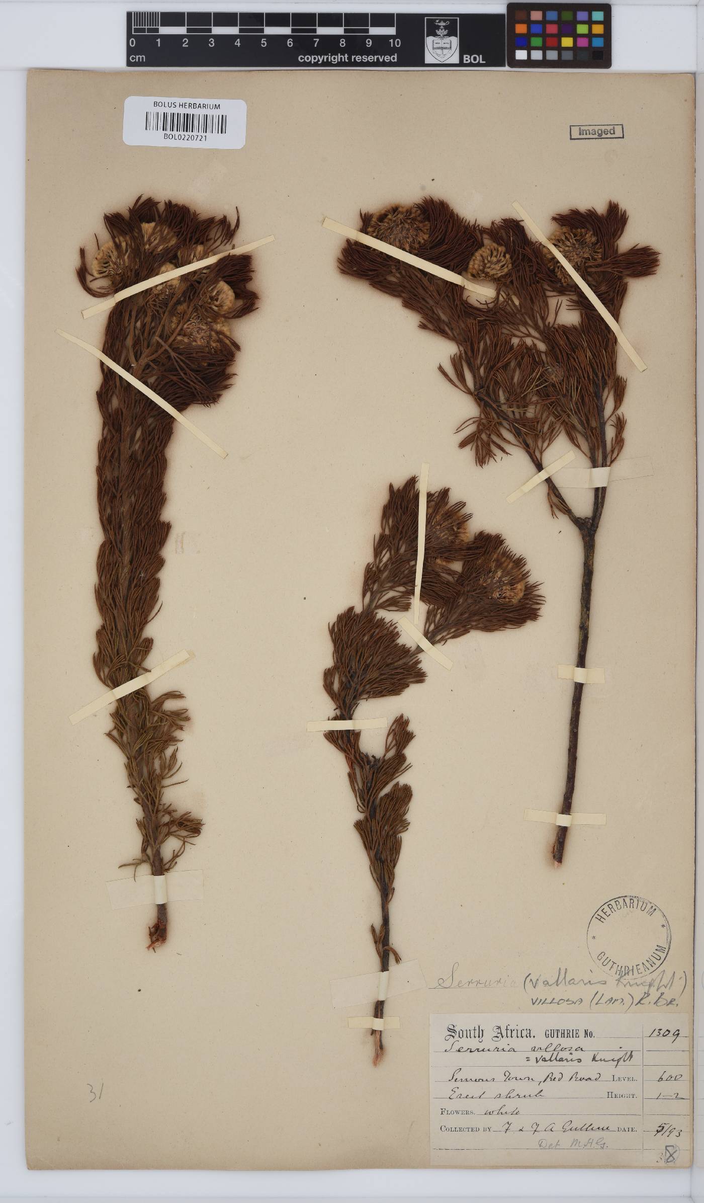 Serruria villosa image