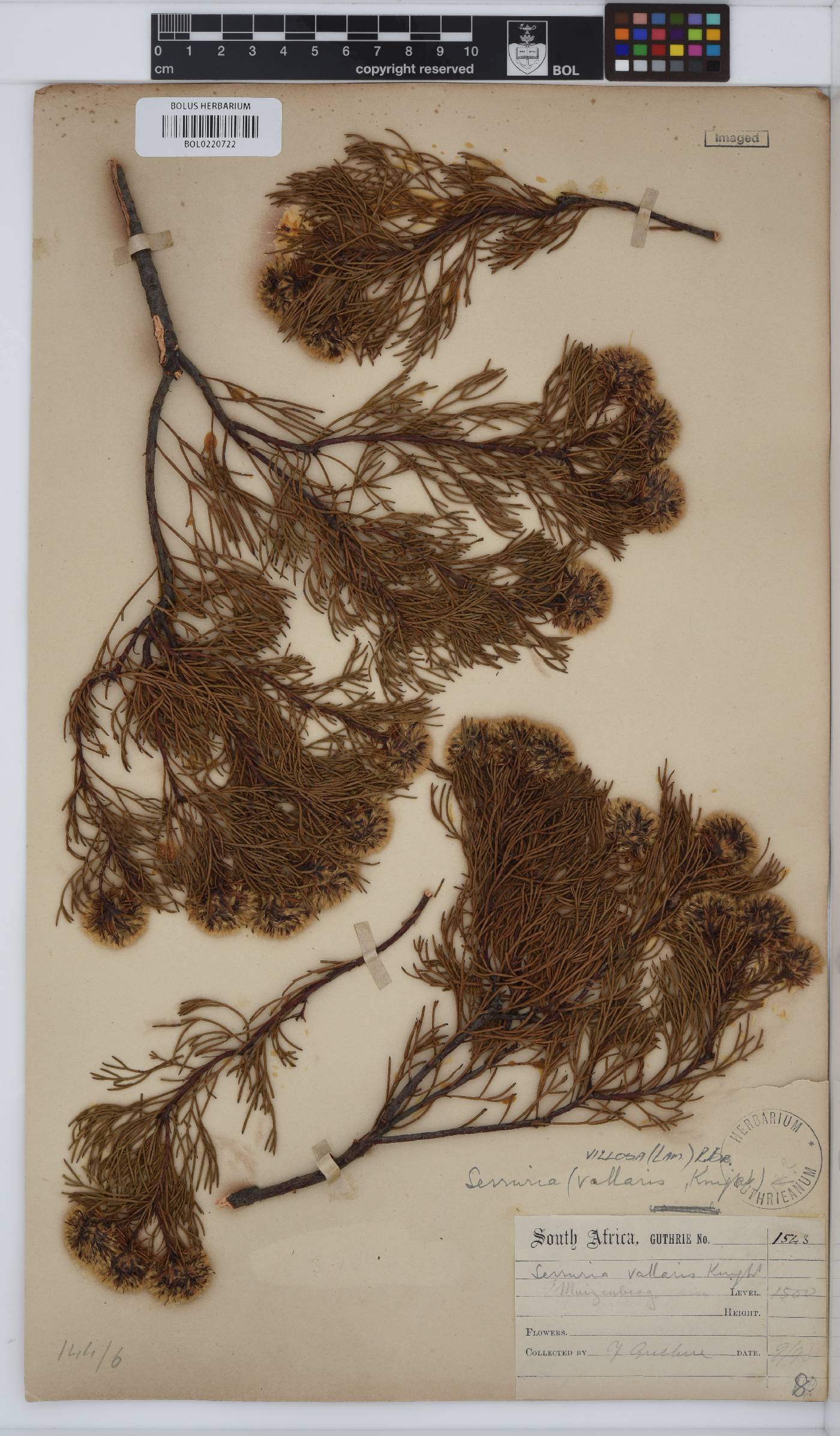 Serruria villosa image