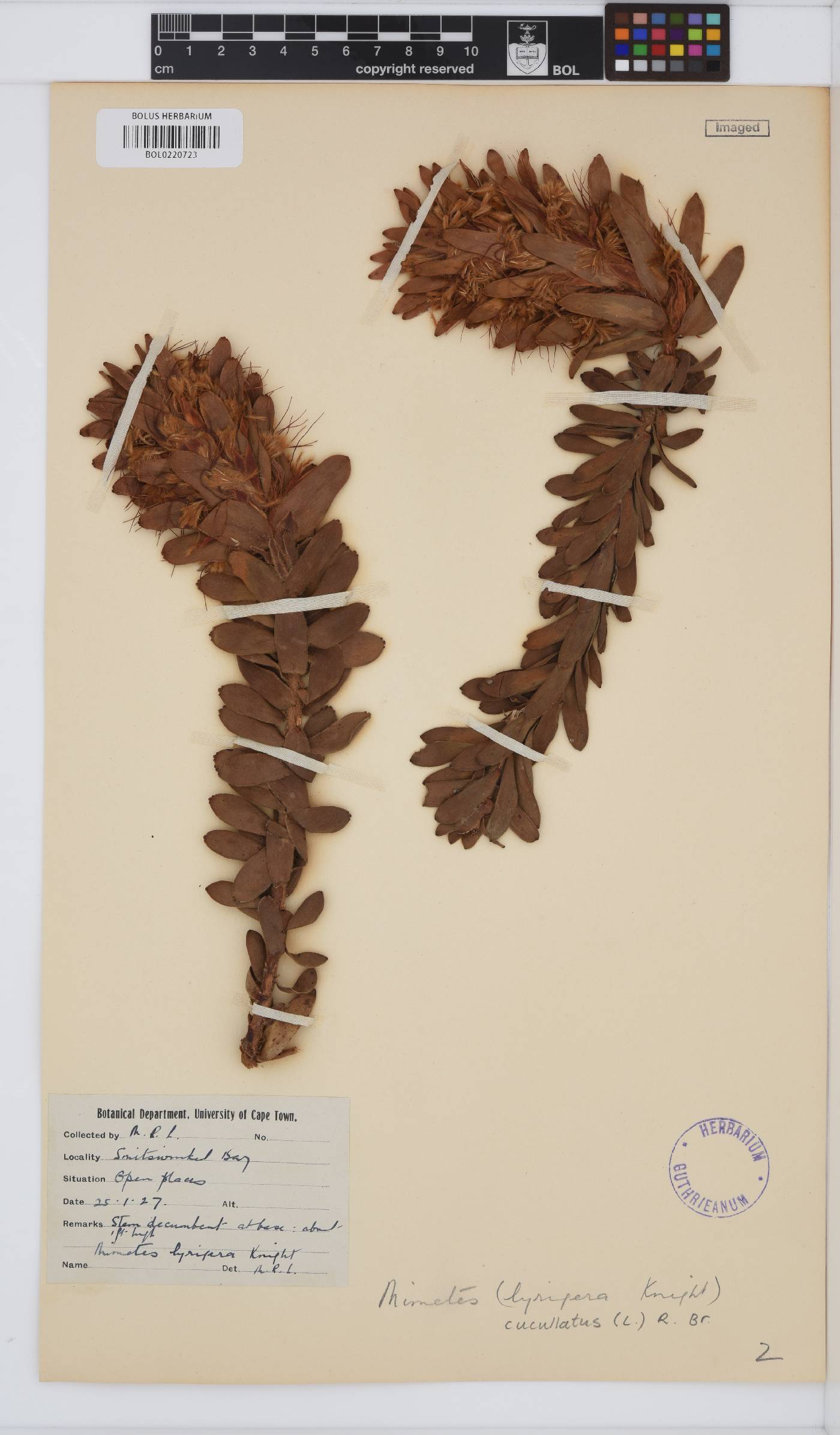 Mimetes cucullatus image