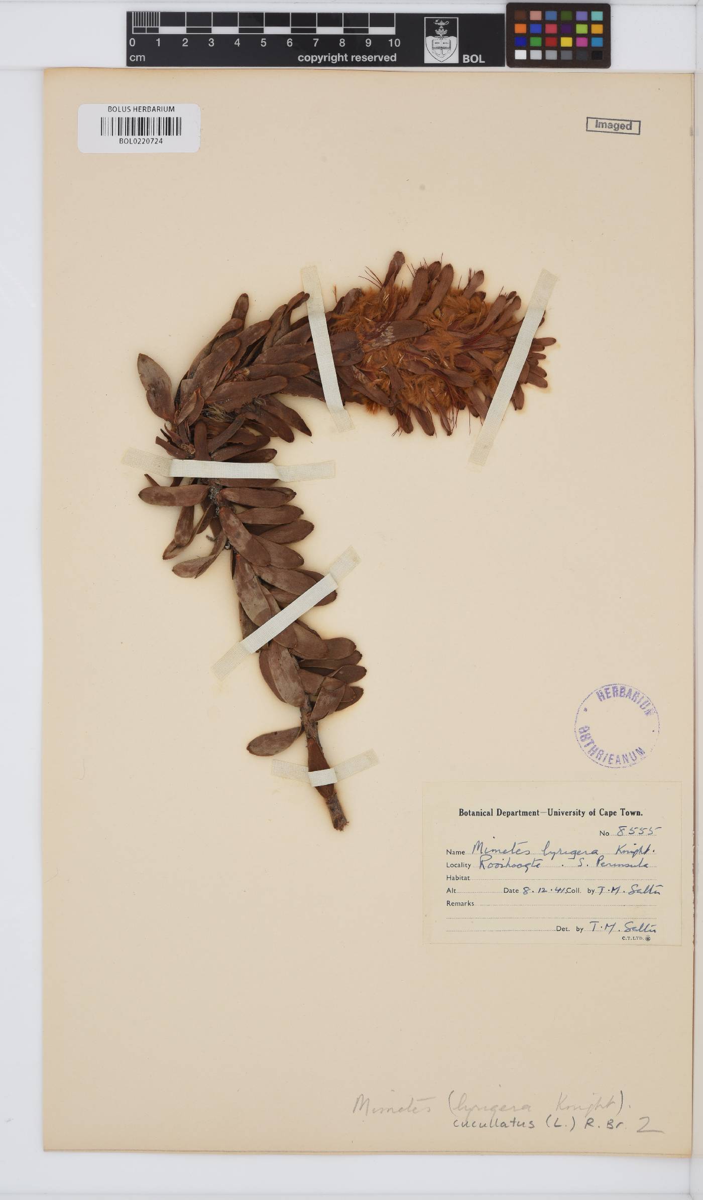Mimetes cucullatus image