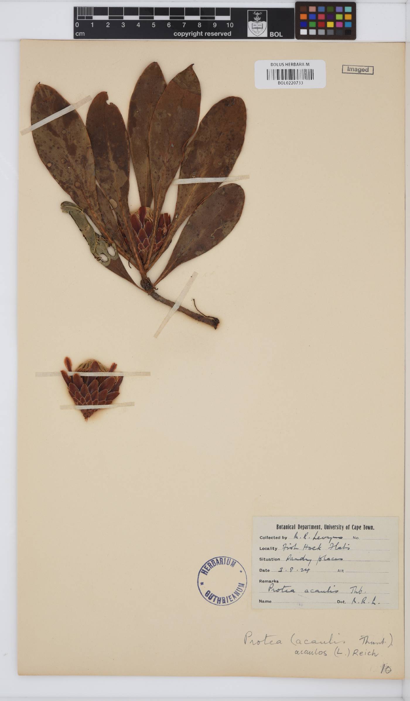 Protea acaulos image