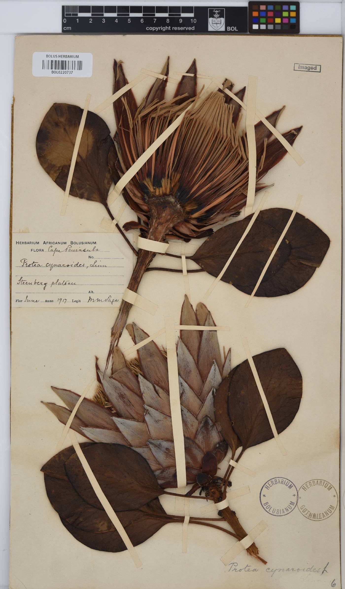 Protea cynaroides image